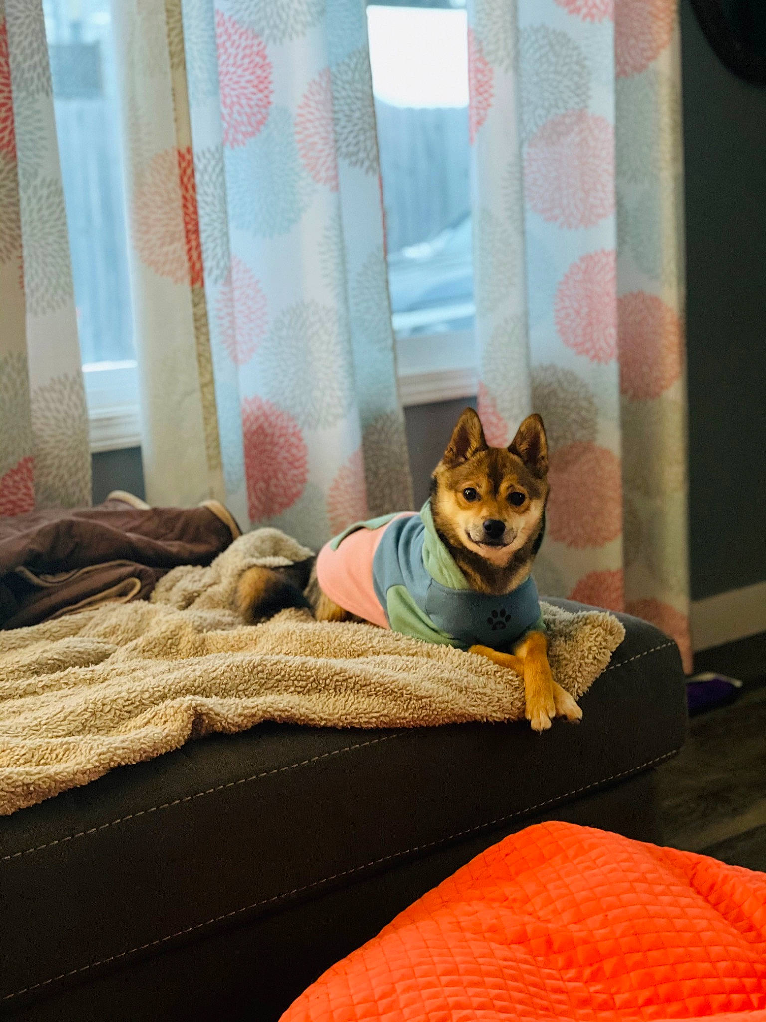 Mia is registered to the contest to win money with this photo: bed, carnivore, comfort, companion_dog, dog, dog_breed, dog_supply, door, fawn, felidae, floor, flooring, hardwood, linens, small_to_medium_sized_cats, snout, tail, textile, whiskers, wood