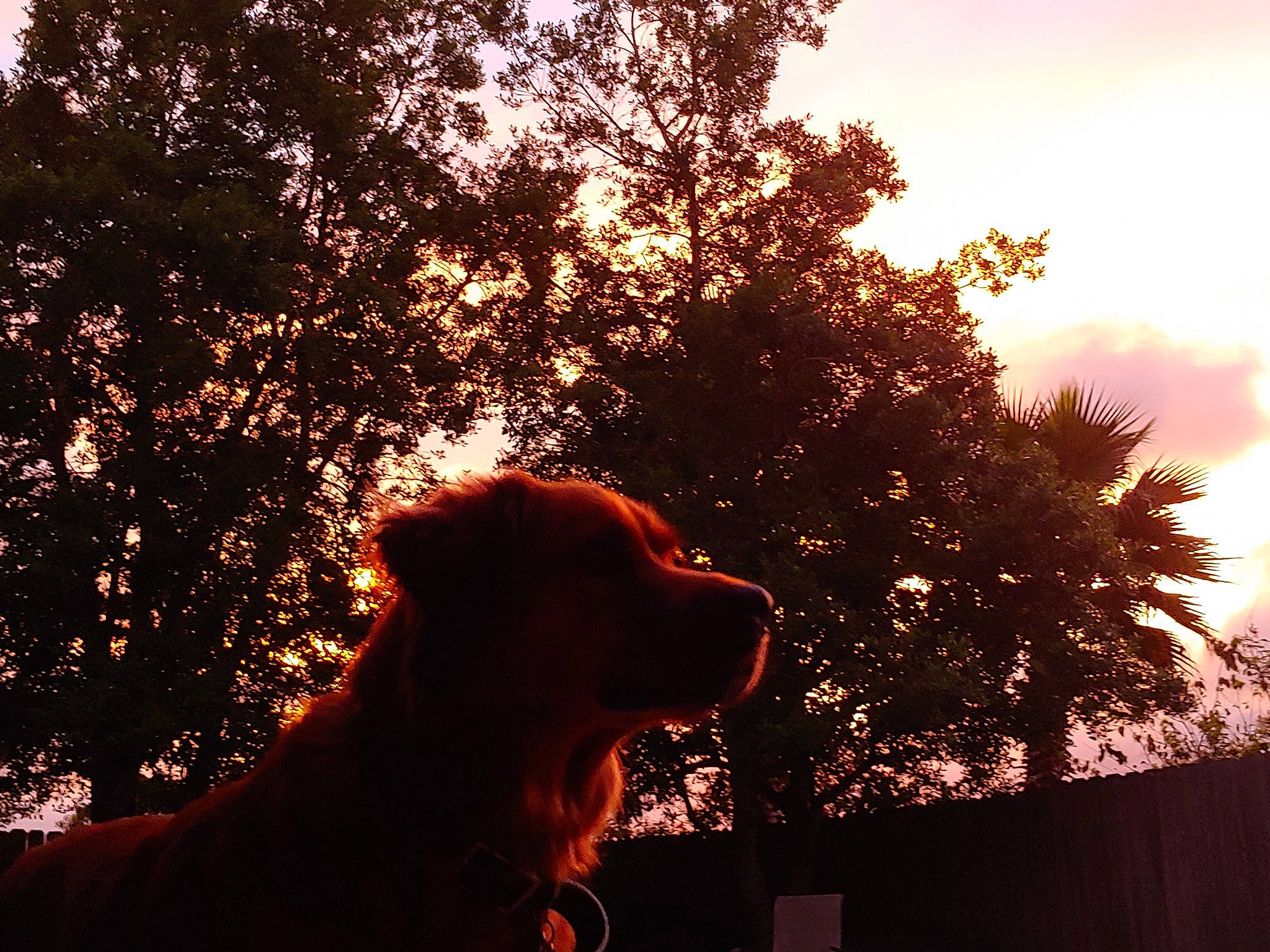 Avery is registered to the contest to win money with this photo: backlighting, branch, canidae, cloud, dog, evening, guard_dog, heat, light, morning, plant, sky, sporting_group, spring, summer, sun, sunlight, sunset, tints_and_shades, tree