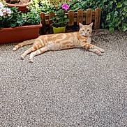 Milo a rejoint le concours — aidez-le/la à gagner de superbes lots ! animal, calm, cat, flowers, garden, greenery, home_garden, leafy, lounging, nature, orange_tabby, outdoor, patio, pet, potted_plants, relaxed, stone_floor, summer, sunlight, wooden_fence