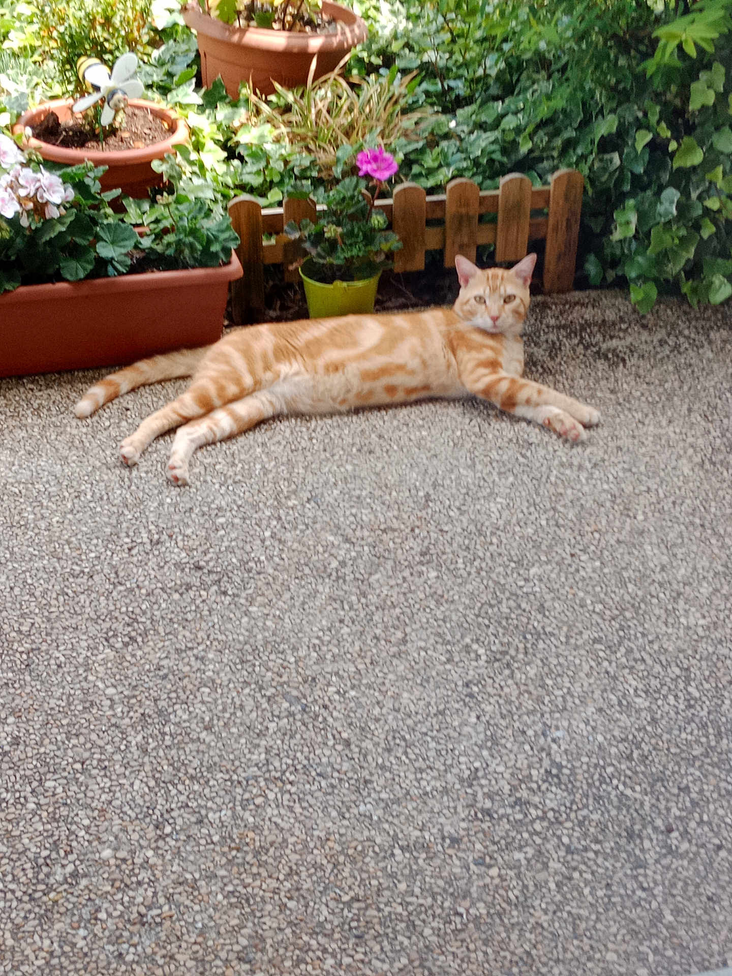 Milo