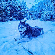 Indiana a rejoint le concours — aidez-le/la à gagner de superbes lots ! animal, backyard, blue_tint, canine, cold, dog, frozen, fur, husky, landscape, nature, outdoor, pet, playful, quiet, snow, snowfall, stick, tree, winter