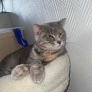 Raya a rejoint le concours — aidez-le/la à gagner de superbes lots ! cat, gray_tabby, pet, feline, animal, indoor, resting, cozy, perch, paws, fur, whiskers, ears, wall, texture, blue_strap, looking_away, close_up, domestic_cat, relaxed