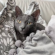 Heidi joined the competition — help win amazing prizes! cat, gray_cat, pet, animal, blanket, pom_poms, soft_texture, cozy, indoor, close_up, fur, whiskers, cute, resting, patterned_fabric, comfort, domestic_animal, young_cat, sitting, relaxed