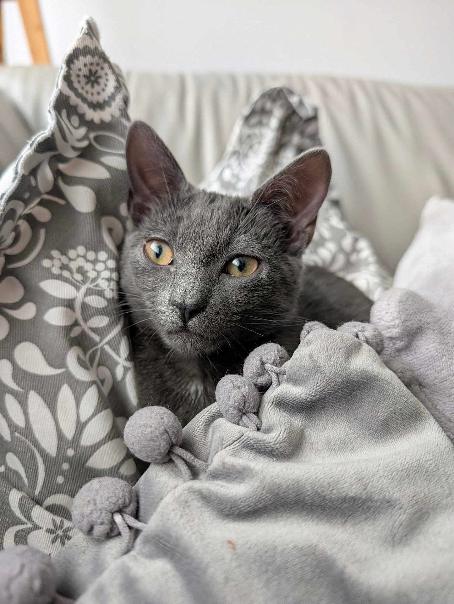 Heidi joined the competition — help win amazing prizes! cat, gray_cat, pet, animal, blanket, pom_poms, soft_texture, cozy, indoor, close_up, fur, whiskers, cute, resting, patterned_fabric, comfort, domestic_animal, young_cat, sitting, relaxed