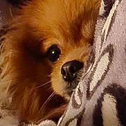 Praline participe au concours pour gagner de l'argent avec cette photo : dog, pet, fluffy, blanket, cozy, brown, fur, cute, animal, closeup, snuggle, resting, indoor, soft, warm, companion, face, nose, whiskers, eye
