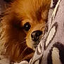 dog, pet, fluffy, blanket, cozy, brown, fur, cute, animal, closeup, snuggle, resting, indoor, soft, warm, companion, face, nose, whiskers, eye