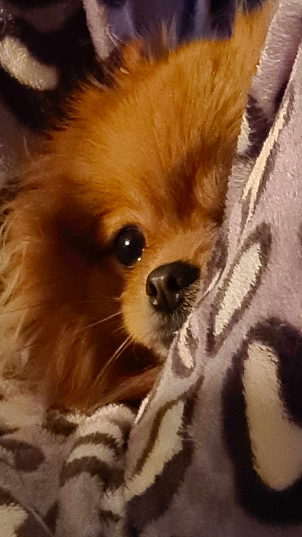 Praline