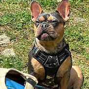 Urban participe au concours pour gagner de l'argent avec cette photo : dog, french_bulldog, outdoor, grass, pet, animal, canine, harness, camouflage, sitting, sunlight, nature, ears, face, muzzle, expression, brown, black, short_hair, closeup