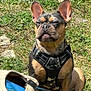 dog, french_bulldog, outdoor, grass, pet, animal, canine, harness, camouflage, sitting, sunlight, nature, ears, face, muzzle, expression, brown, black, short_hair, closeup