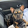 Urban a rejoint le concours — aidez-le/la à gagner de superbes lots ! dog, french_bulldog, pet, car_interior, blanket, leash, harness, seat, window, canine, animal, indoors, resting, ears, face, fur, paw, comfort, travel, vehicle