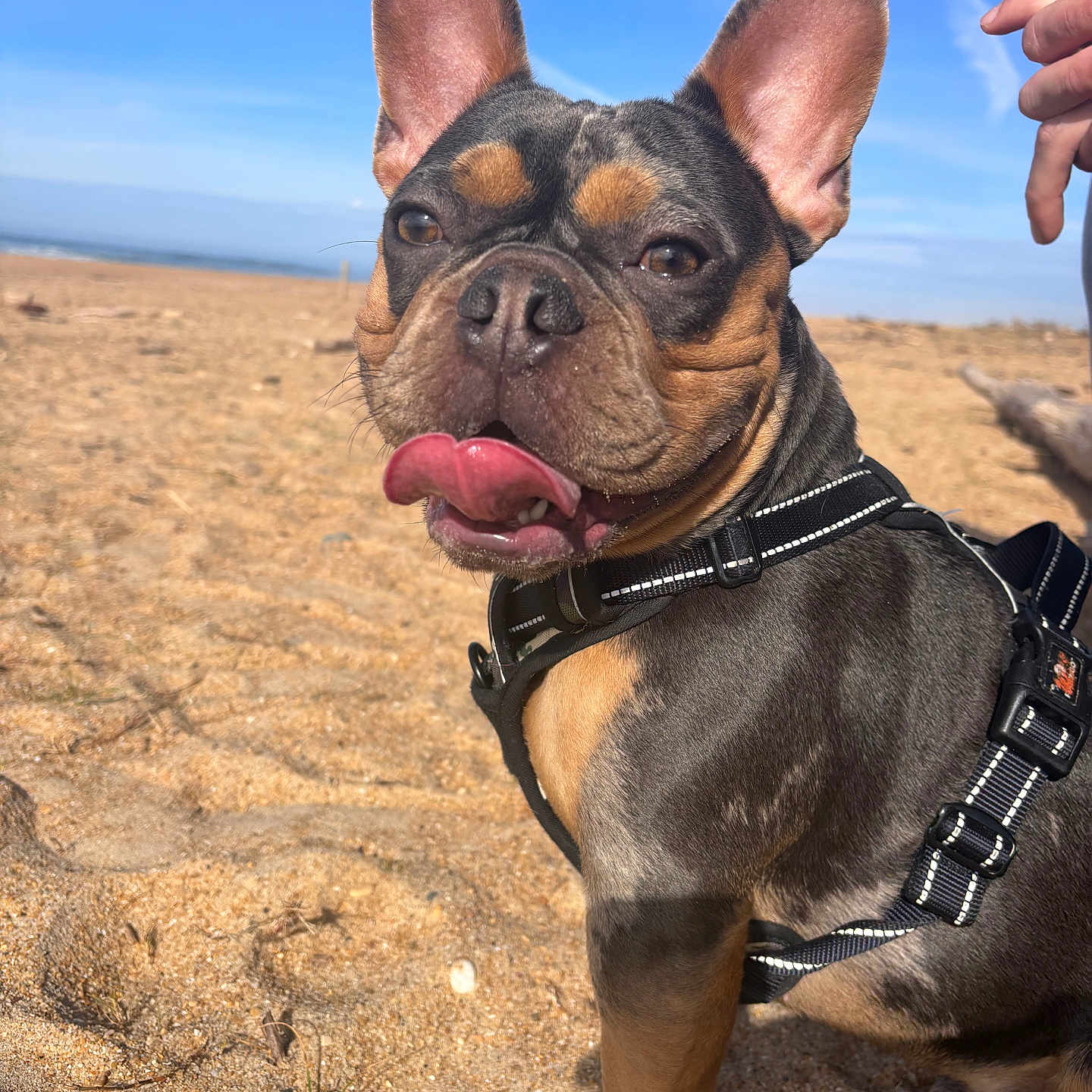 Urban participe au concours pour gagner de l'argent avec cette photo : animal, beach, black, blue_sky, brown, canine, close_up, cute, dog, french_bulldog, harness, outdoor, paw, pet, playful, portrait, sand, summer, sunny, tongue_out