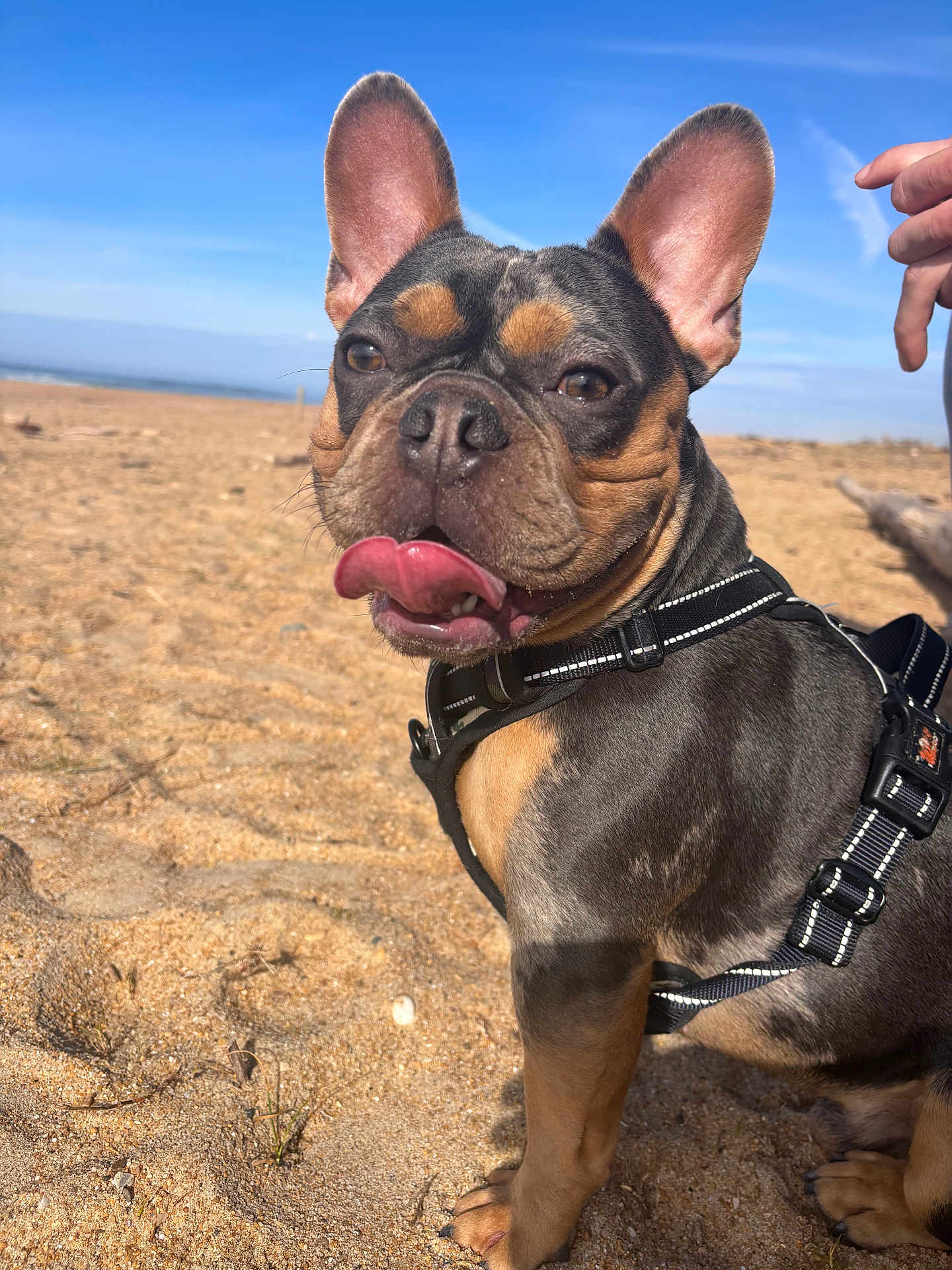 Urban participe au concours pour gagner de l'argent avec cette photo : dog, french_bulldog, beach, sand, blue_sky, sunny, pet, canine, outdoor, tongue_out, harness, close_up, animal, brown, black, cute, playful, portrait, paw, summer