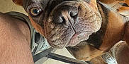 Urban participe au concours pour gagner de l'argent avec cette photo : dog, french_bulldog, puppy, close_up, curious, pet, indoor, floor, wooden_barrel, legs, human, shorts, shoe, brown, black, wrinkled_skin, ears, snout, tile_floor, looking_up