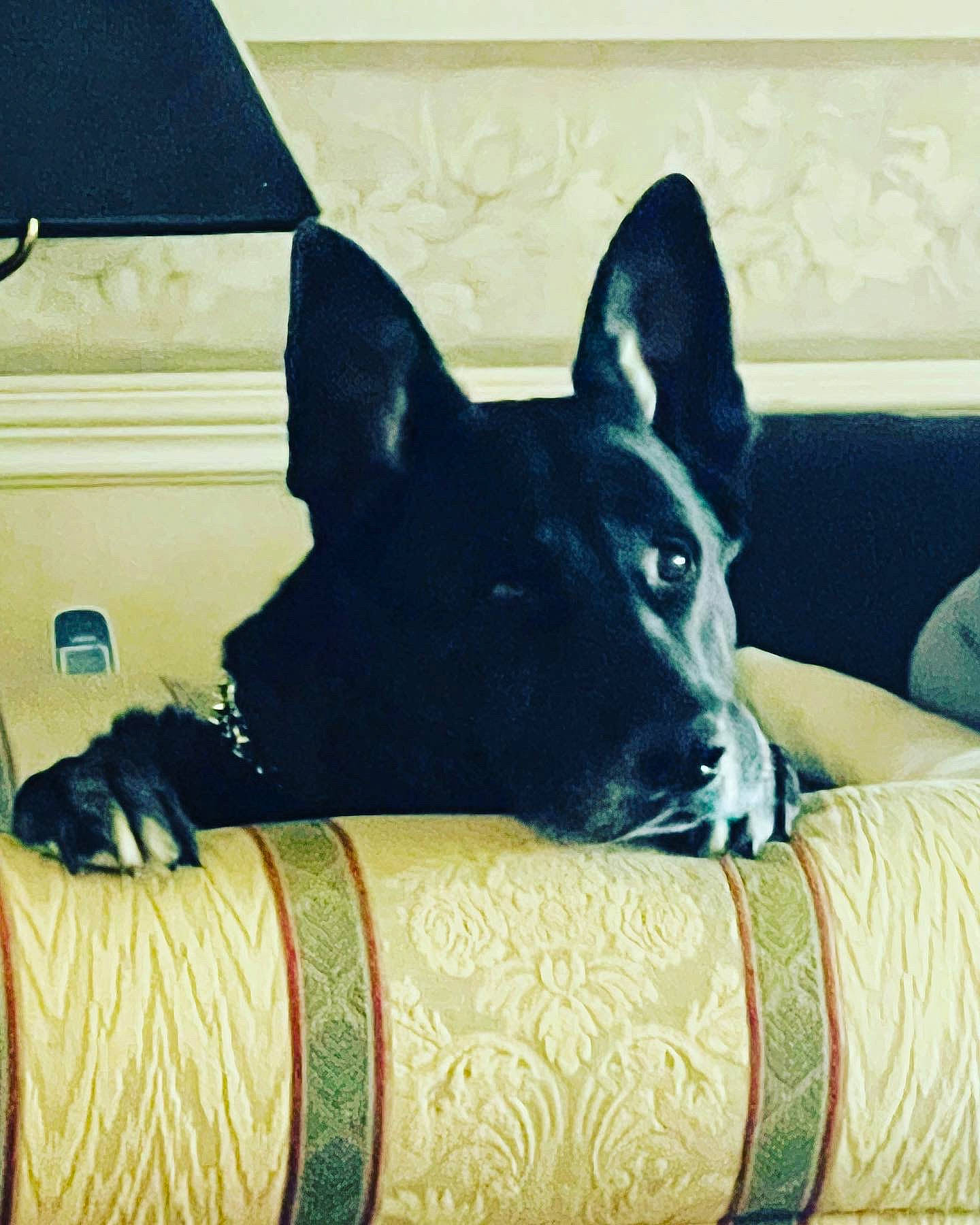 Bleu joined the competition — help win amazing prizes! canidae, carmine, carnivore, comfort, companion_dog, dog, dog_breed, dog_supply, ear, foot, herding_dog, non_sporting_group, sitting, snout, sporting_group, square, terrestrial_animal, whiskers, working_animal, working_dog