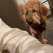 Waffles is registered to the contest to win money with this photo: dog, fluffy, indoor, chair, door, floor, curious, pet, brown, fur, decor, home, sleeve, white_clothing, tile_floor, backdrop, animal, domestic, cozy, peeking