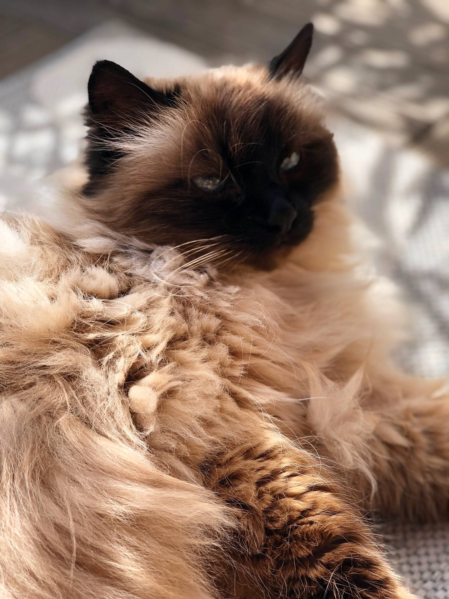 Abysses a rejoint le concours — aidez-le/la à gagner de superbes lots ! balinese, birman, carnivore, cat, claw, close_up, fawn, felidae, fur, iris, natural_material, ragdoll, siamese, small_to_medium_sized_cats, snout, tail, terrestrial_animal, thai, whiskers