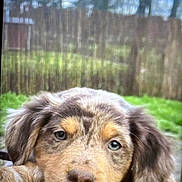 Aloé participe au concours pour gagner de l'argent avec cette photo : animal, background_blur, brown, close_up, cute, dog, ears, expression, eyes, face, fence, fur, grass, head, nature, outdoor, pet, puppy, resting, young