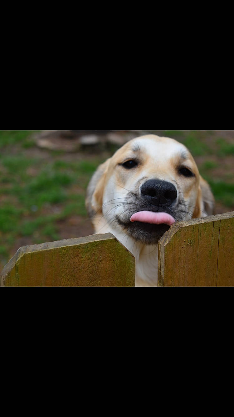 Mocha is registered to the contest to win money with this photo: black_mouth_cur, broholmer, canidae, carnivore, companion_dog, dog, dog_breed, fawn, golden_retriever, labrador_retriever, mammal, nose, portuguese_pointer, rare_breed_dog, retriever, snout, sporting_group, vertebrate