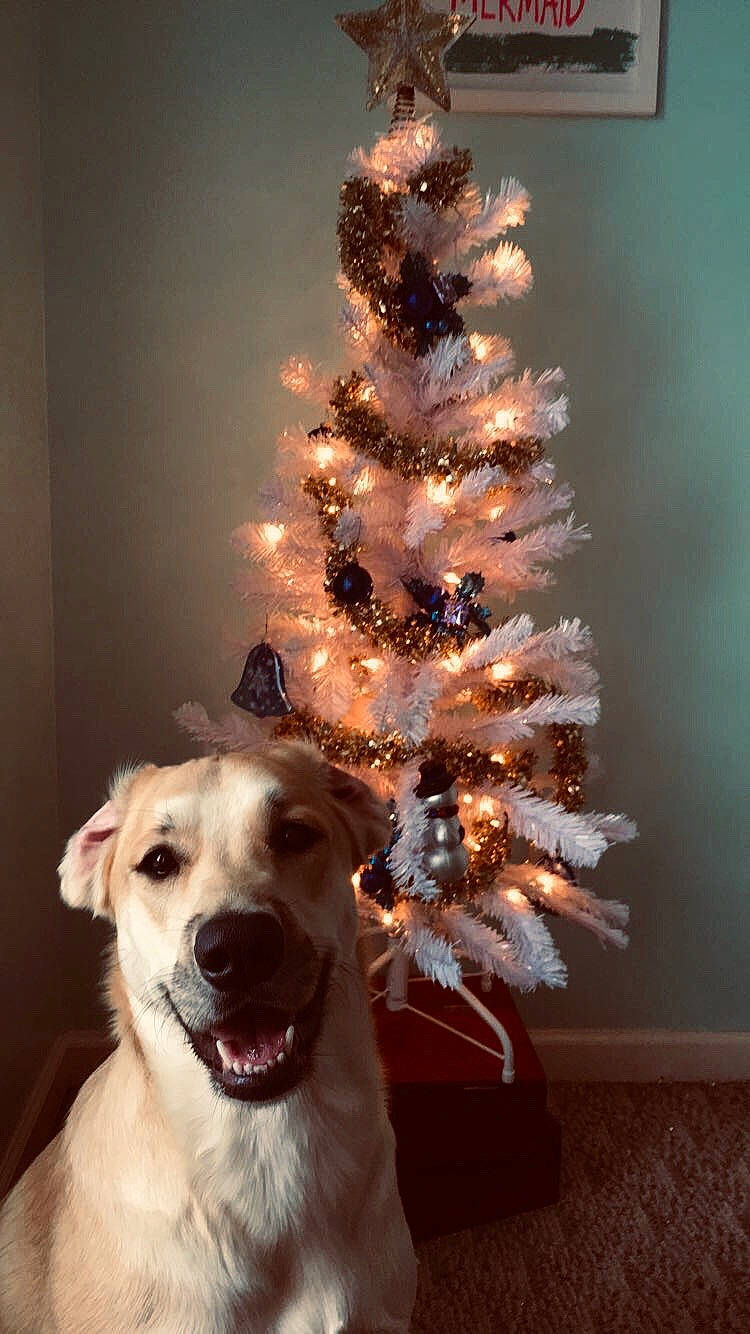 Mocha joined the competition — help win amazing prizes! branch, canidae, carnivore, christmas, christmas_decoration, christmas_lights, christmas_ornament, christmas_tree, companion_dog, dog, dog_breed, fawn, golden_retriever, interior_design, labrador_retriever, ornament, pine_family, retriever, sporting_group, tree