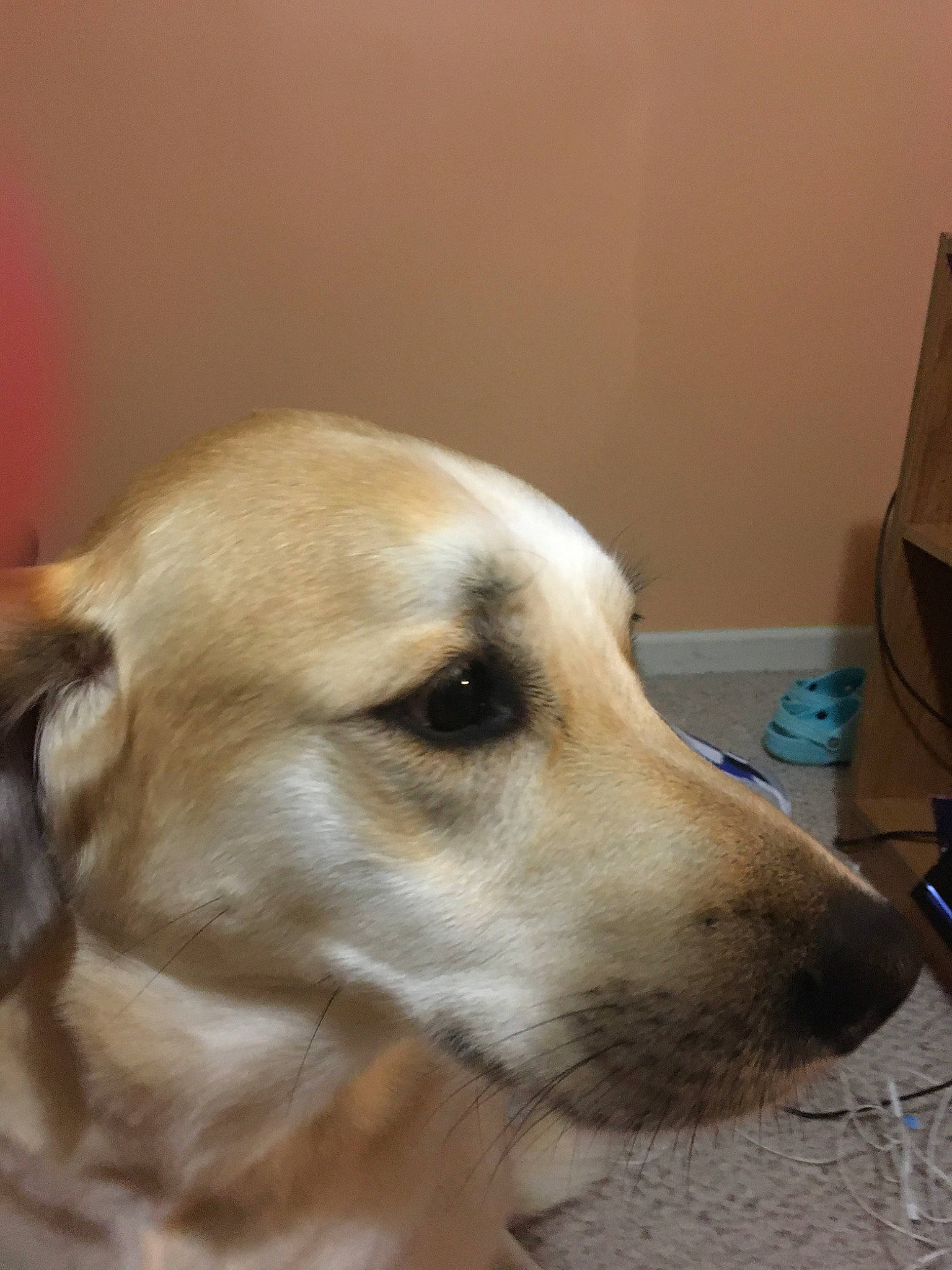 Mocha joined the competition — help win amazing prizes! beagador, canidae, carnivore, companion_dog, dog, dog_breed, fawn, labrador_retriever, lurcher, mammal, retriever, saluki, snout, sporting_group, vertebrate, whiskers