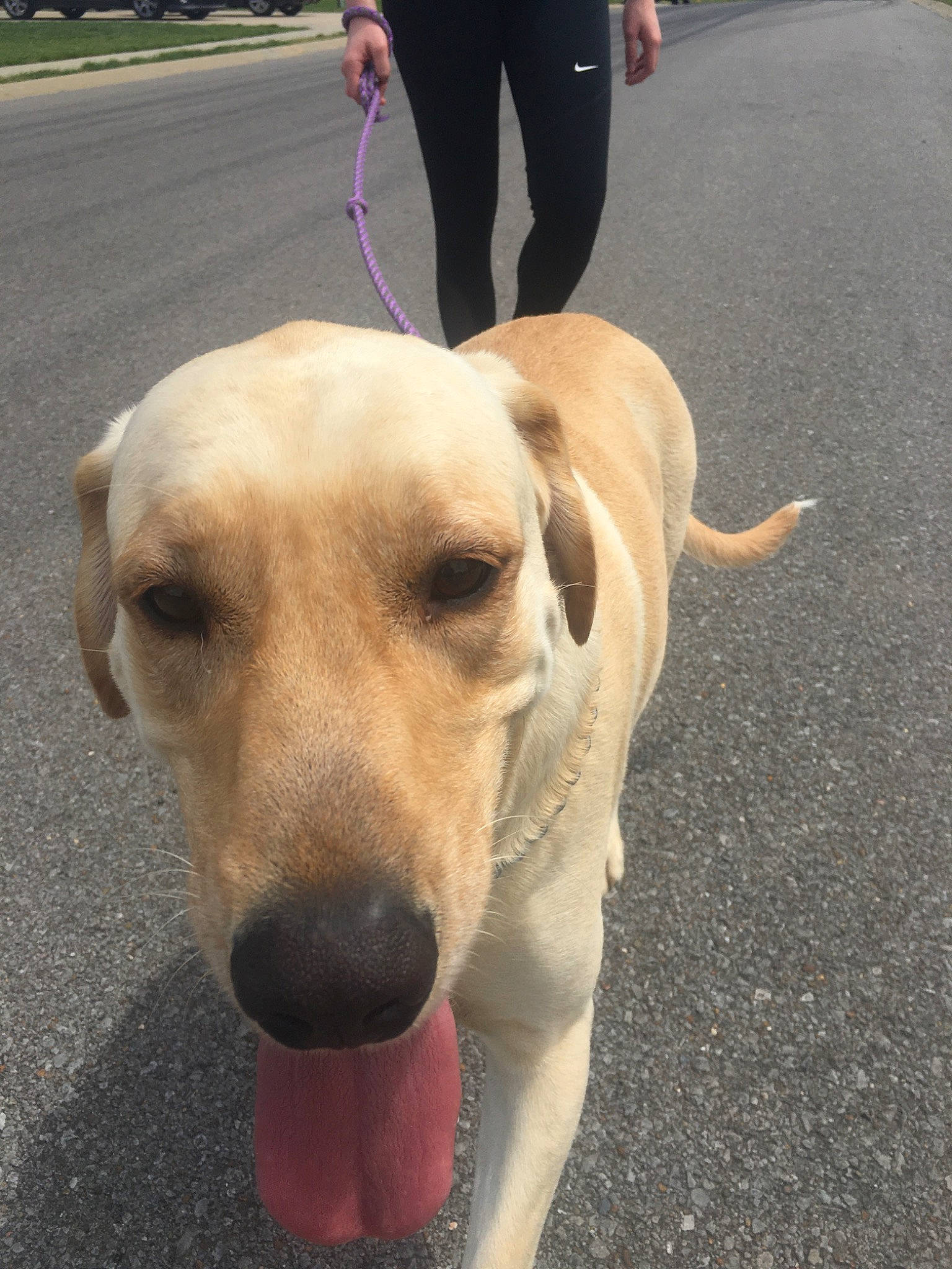 Scout joined the competition — help win amazing prizes! beagador, canidae, carnivore, companion_dog, dog, dog_breed, fawn, hunting_dog, labrador_retriever, mammal, potcake_dog, rare_breed_dog, retriever, snout, sporting_group, street_dog, tail, vertebrate