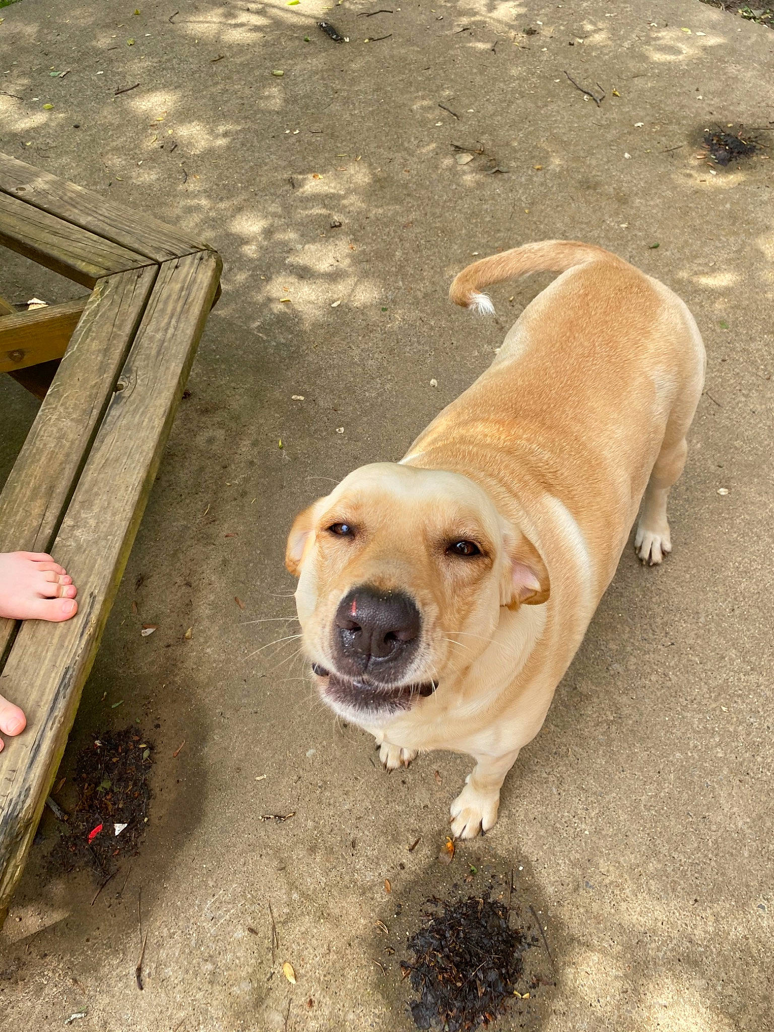 Scout is registered to the contest to win money with this photo: canidae, carnivore, companion_dog, dog, dog_breed, fawn, labrador_retriever, mammal, retriever, snout, sporting_group, street_dog, yellow