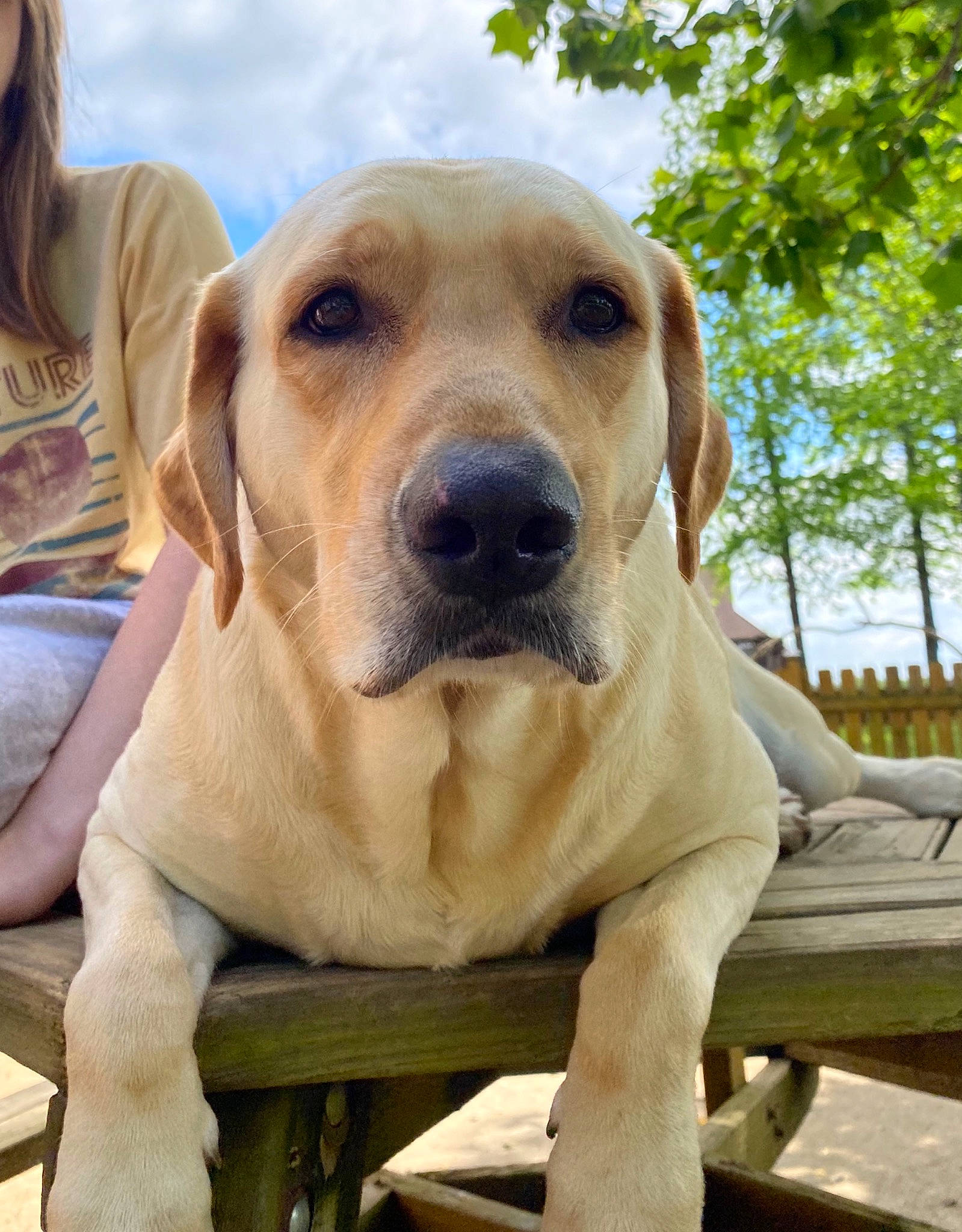 Scout joined the competition — help win amazing prizes! black_mouth_cur, broholmer, canidae, carnivore, companion_dog, dog, dog_breed, fawn, fila_brasileiro, golden_retriever, hunting_dog, labrador_retriever, mammal, puppy, rare_breed_dog, retriever, rhodesian_ridgeback, snout, sporting_group, vertebrate