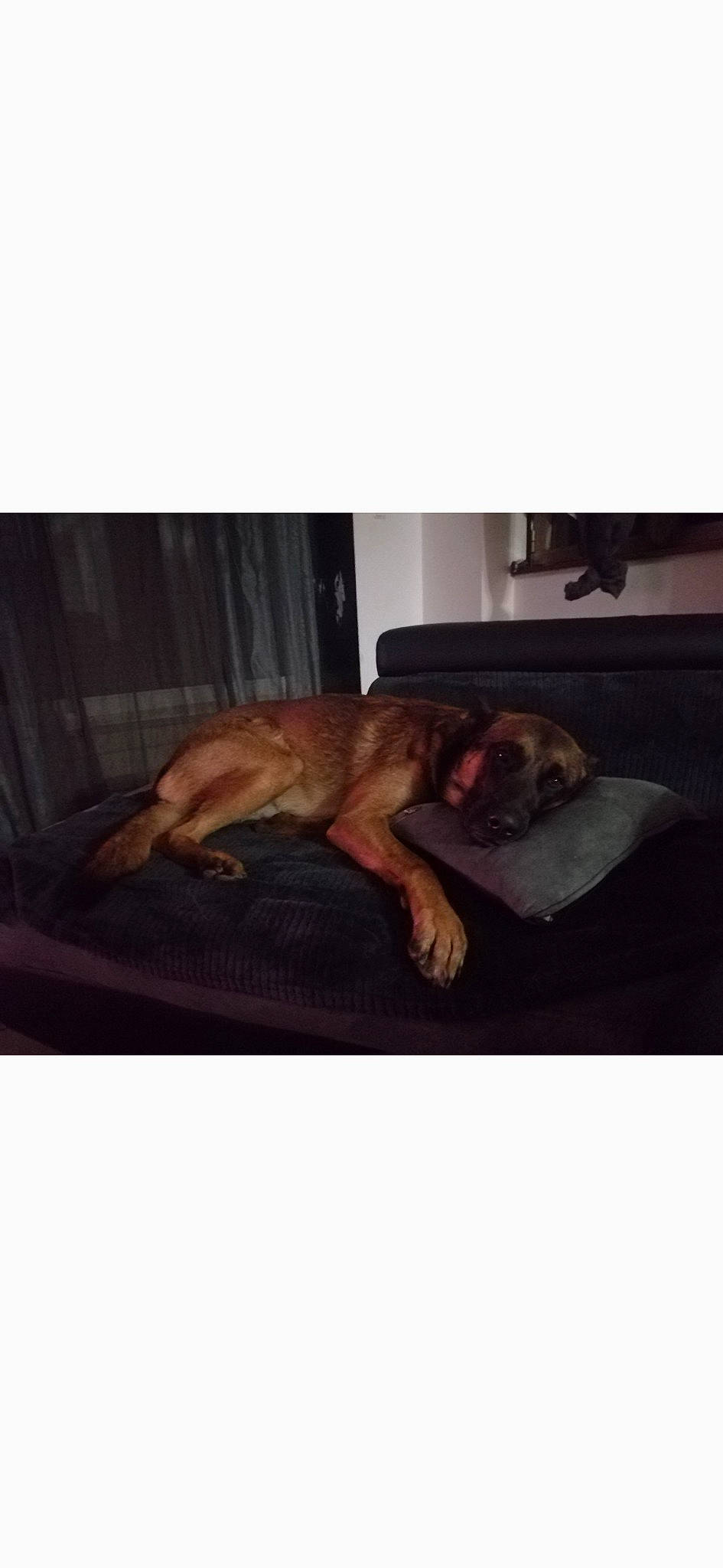 Maïko a rejoint le concours — aidez-le/la à gagner de superbes lots ! carnivore, comfort, companion_dog, dog, dog_breed, fawn, flooring, fur, hardwood, linens, liver, metal, paw, photo_caption, rectangle, room, square, tail, wood, working_animal