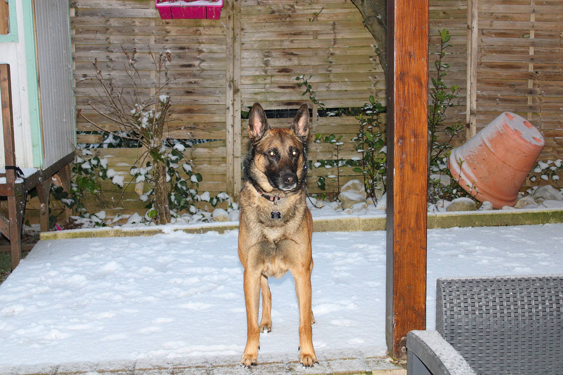 Maïko participe au concours pour gagner de l'argent avec cette photo : canidae, carnivore, collar, dog, dog_breed, dog_supply, door, fawn, german_shepherd_dog, herding_dog, law_enforcement, old_german_shepherd_dog, pet_supply, plant, snout, snow, sporting_group, window, winter, working_animal