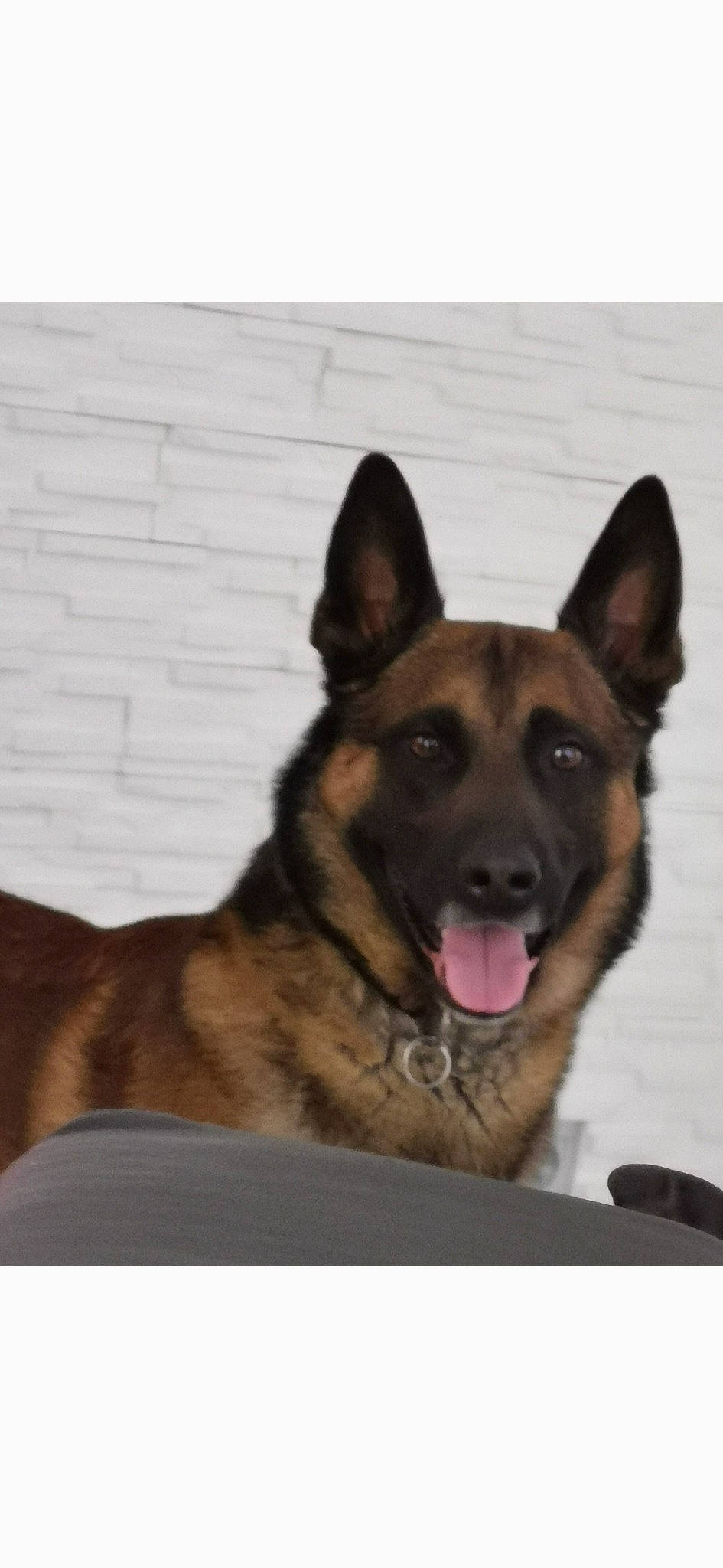 Maïko participe au concours pour gagner de l'argent avec cette photo : ancient_dog_breeds, canidae, carnivore, companion_dog, dog, dog_breed, east_european_shepherd, fur, german_shepherd_dog, herding_dog, king_shepherd, pet_supply, rectangle, snout, sporting_group, terrestrial_animal, whiskers, working_animal, working_dog