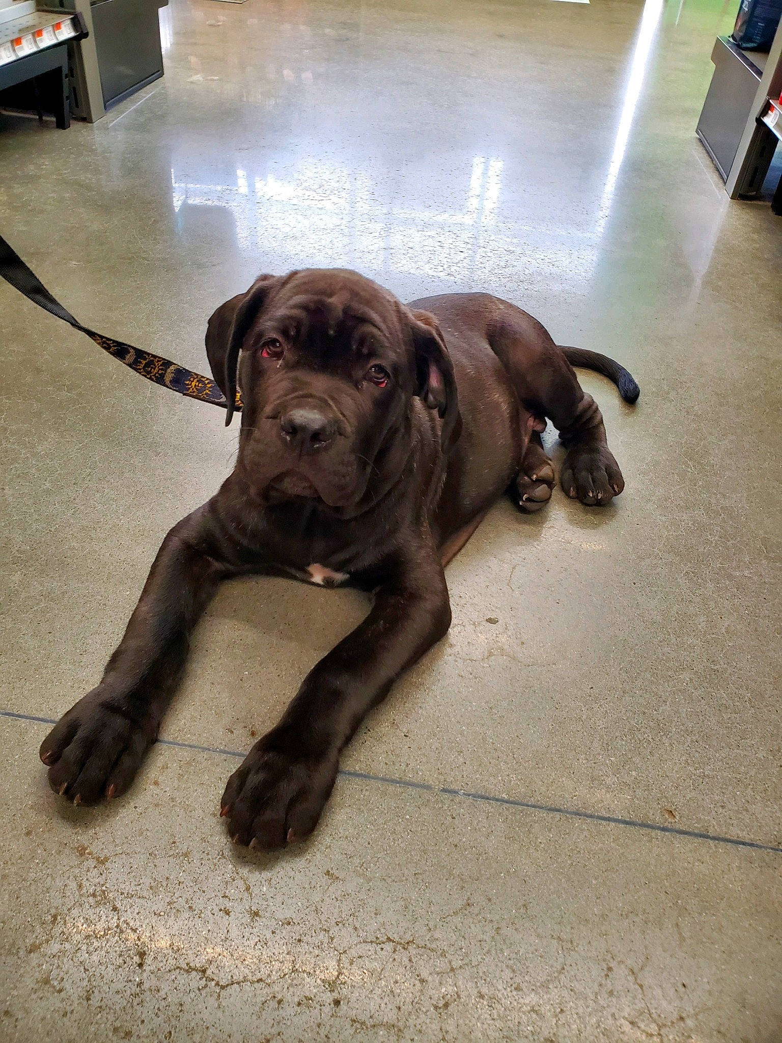 Charles Zeus Barksley