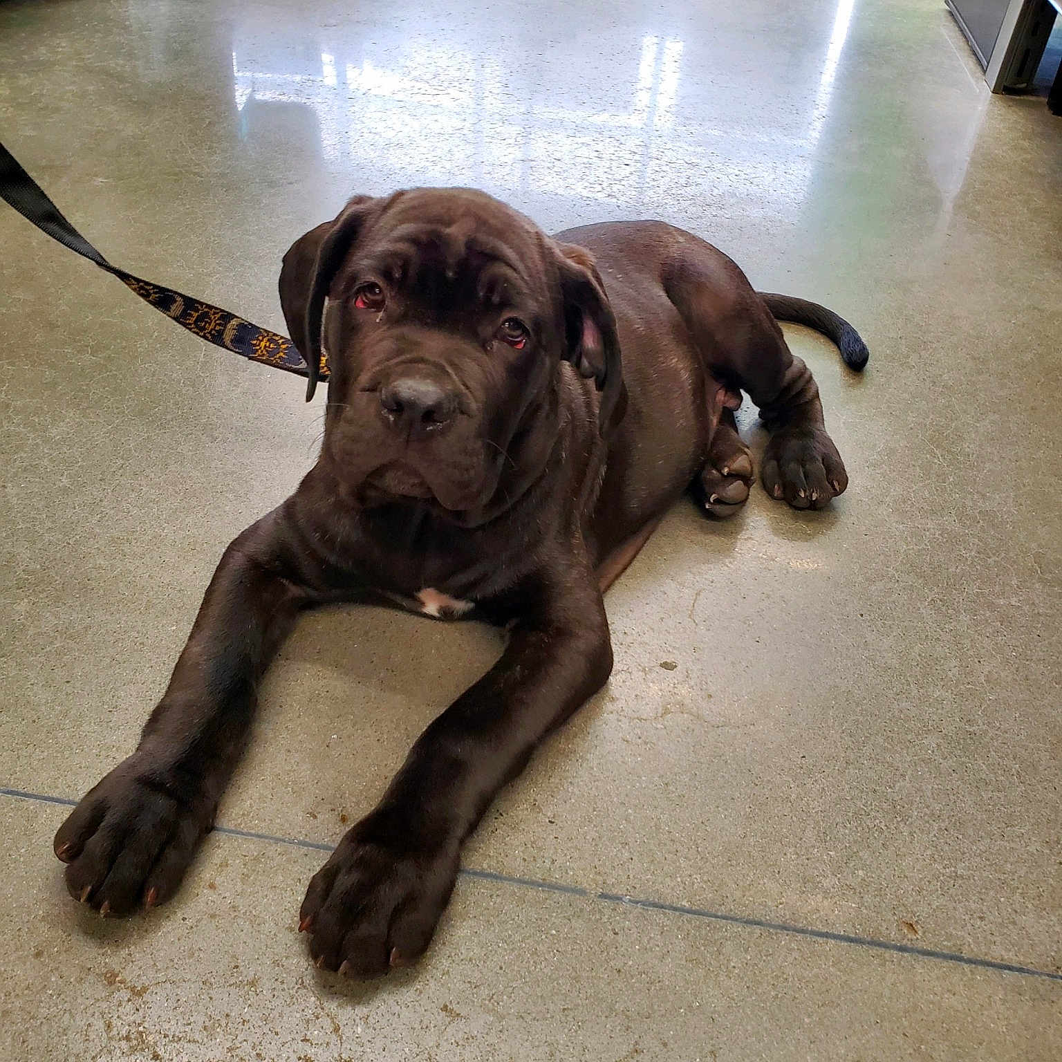 Charles Zeus Barksley