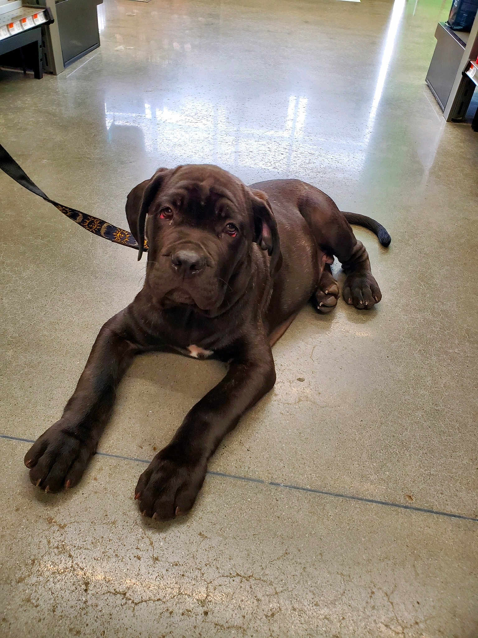 Charles Zeus Barksley