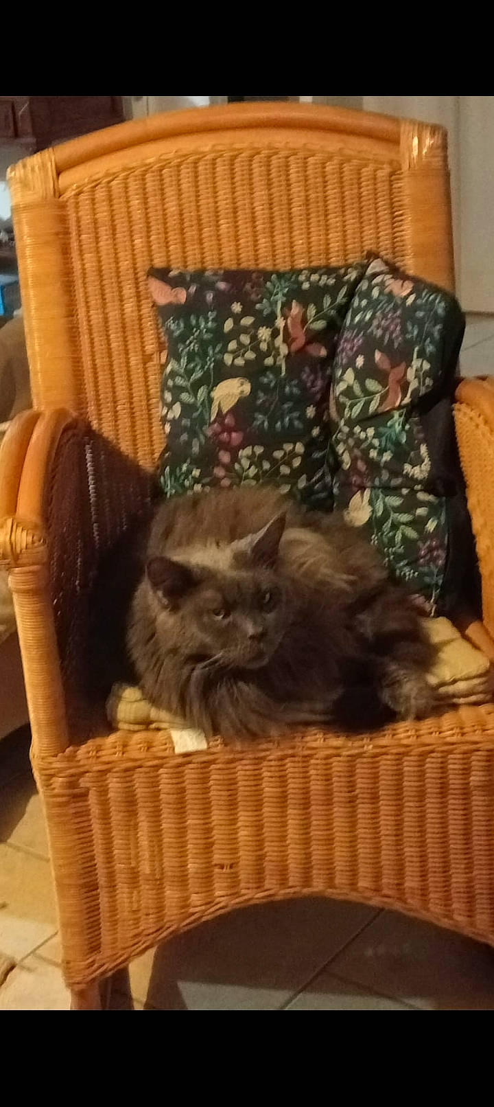 Naruto a rejoint le concours — aidez-le/la à gagner de superbes lots ! bag, baggage, basket, box, brown, carnivore, cat, cat_supply, chair, comfort, companion_dog, couch, fawn, felidae, fur, luggage_and_bags, small_to_medium_sized_cats, whiskers, wicker, wood