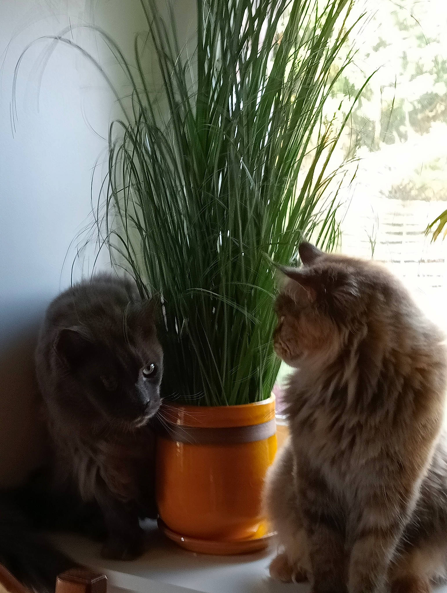 Naruto participe au concours pour gagner de l'argent avec cette photo : carnivore, cat, comfort, domestic_short_haired_cat, fawn, felidae, flowerpot, fur, grass, houseplant, mammal, plant, sitting, small_to_medium_sized_cats, table, tail, vertebrate, whiskers, window, wood