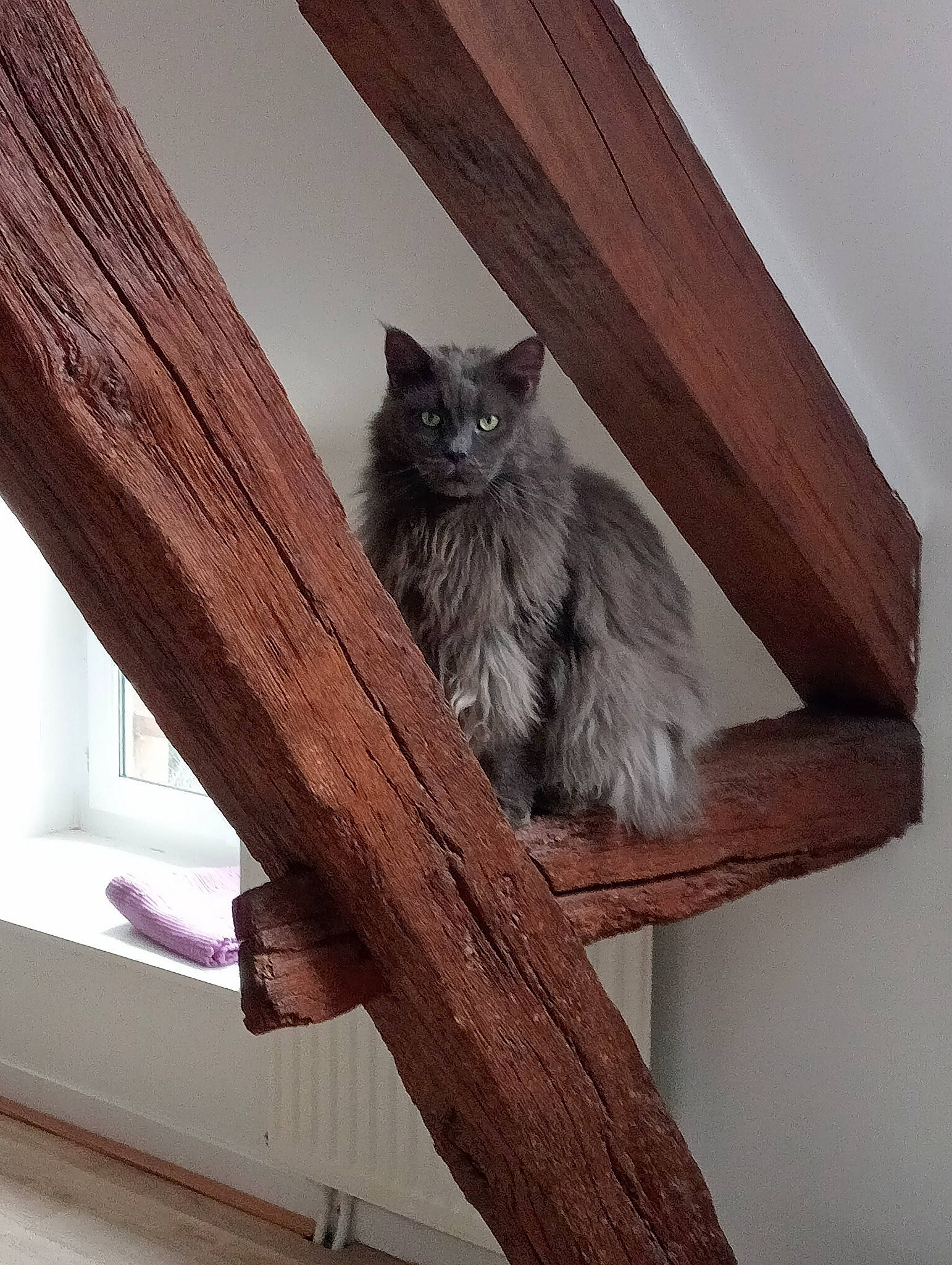 Naruto a rejoint le concours — aidez-le/la à gagner de superbes lots ! carnivore, cat, chair, domestic_short_haired_cat, felidae, fur, hardwood, house, plank, room, shelf, small_to_medium_sized_cats, tail, tree, twig, whiskers, window, wood, wood_flooring, wood_stain