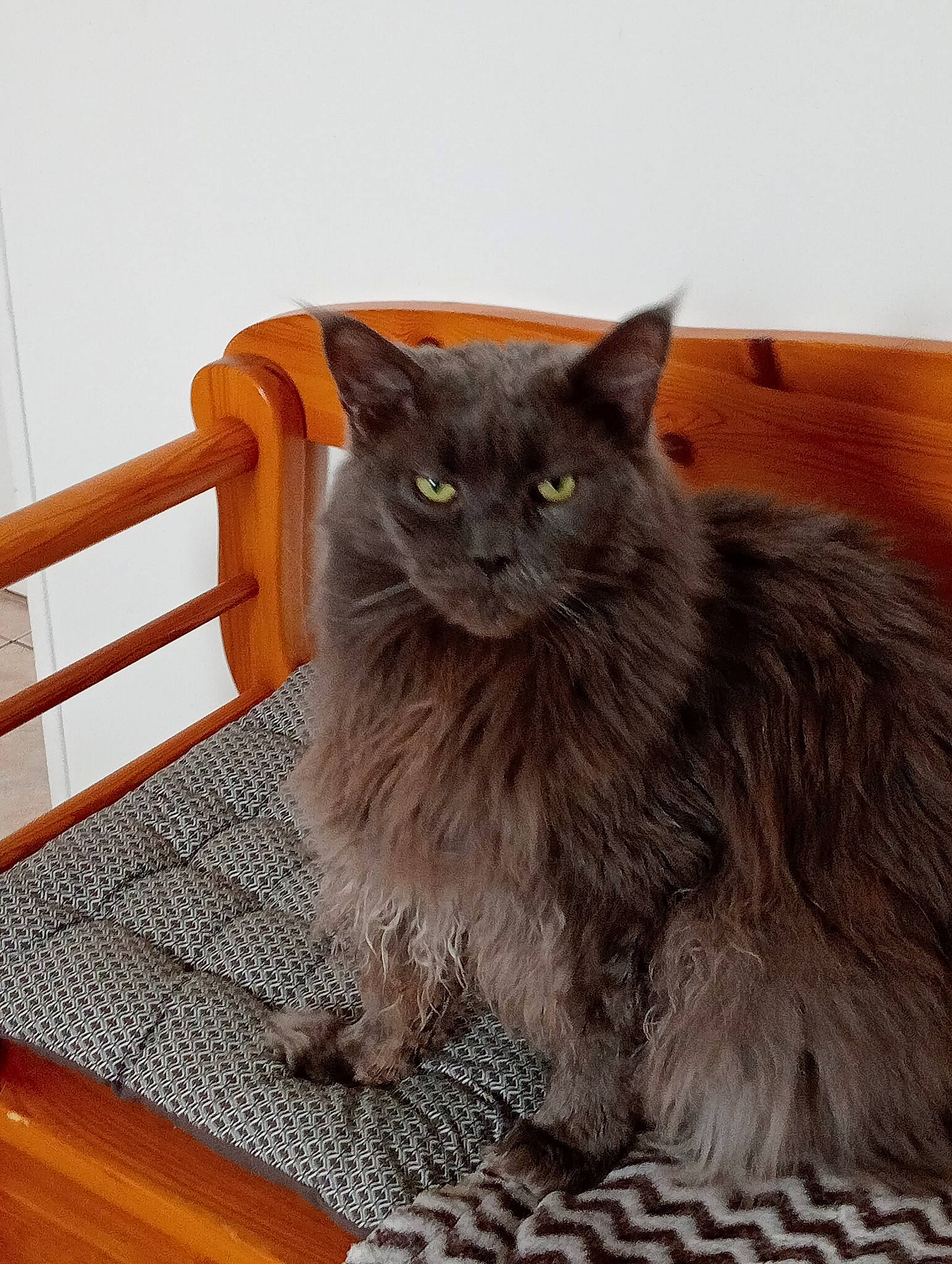 Naruto participe au concours pour gagner de l'argent avec cette photo : black_cat, british_longhair, carnivore, cat, comfort, domestic_short_haired_cat, fawn, felidae, flooring, fur, grey, hardwood, laminate_flooring, small_to_medium_sized_cats, snout, tail, terrestrial_animal, whiskers, wood, wood_stain