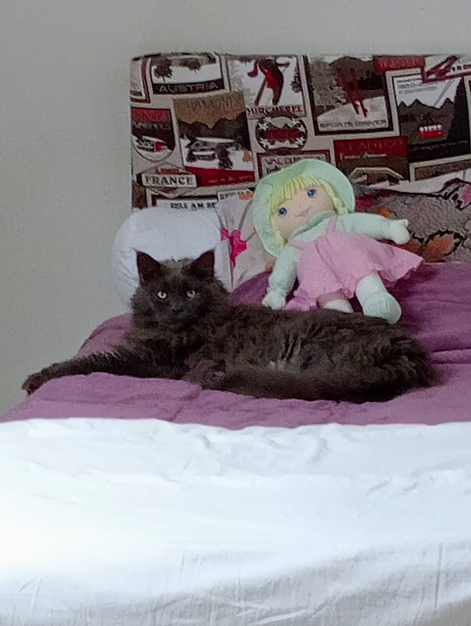 Naruto a rejoint le concours — aidez-le/la à gagner de superbes lots ! bed, bed_sheet, bedding, bedroom, black_cat, carnivore, cat, comfort, domestic_short_haired_cat, felidae, fur, grey, linens, magenta, room, small_to_medium_sized_cats, tail, teddy_bear, toy, whiskers