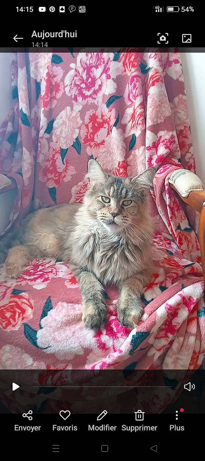Liloo a rejoint le concours — aidez-le/la à gagner de superbes lots ! bedding, carnivore, cat, comfort, curtain, domestic_short_haired_cat, felidae, fur, grey, linens, magenta, mammal, pattern, pink, room, small_to_medium_sized_cats, textile, whiskers