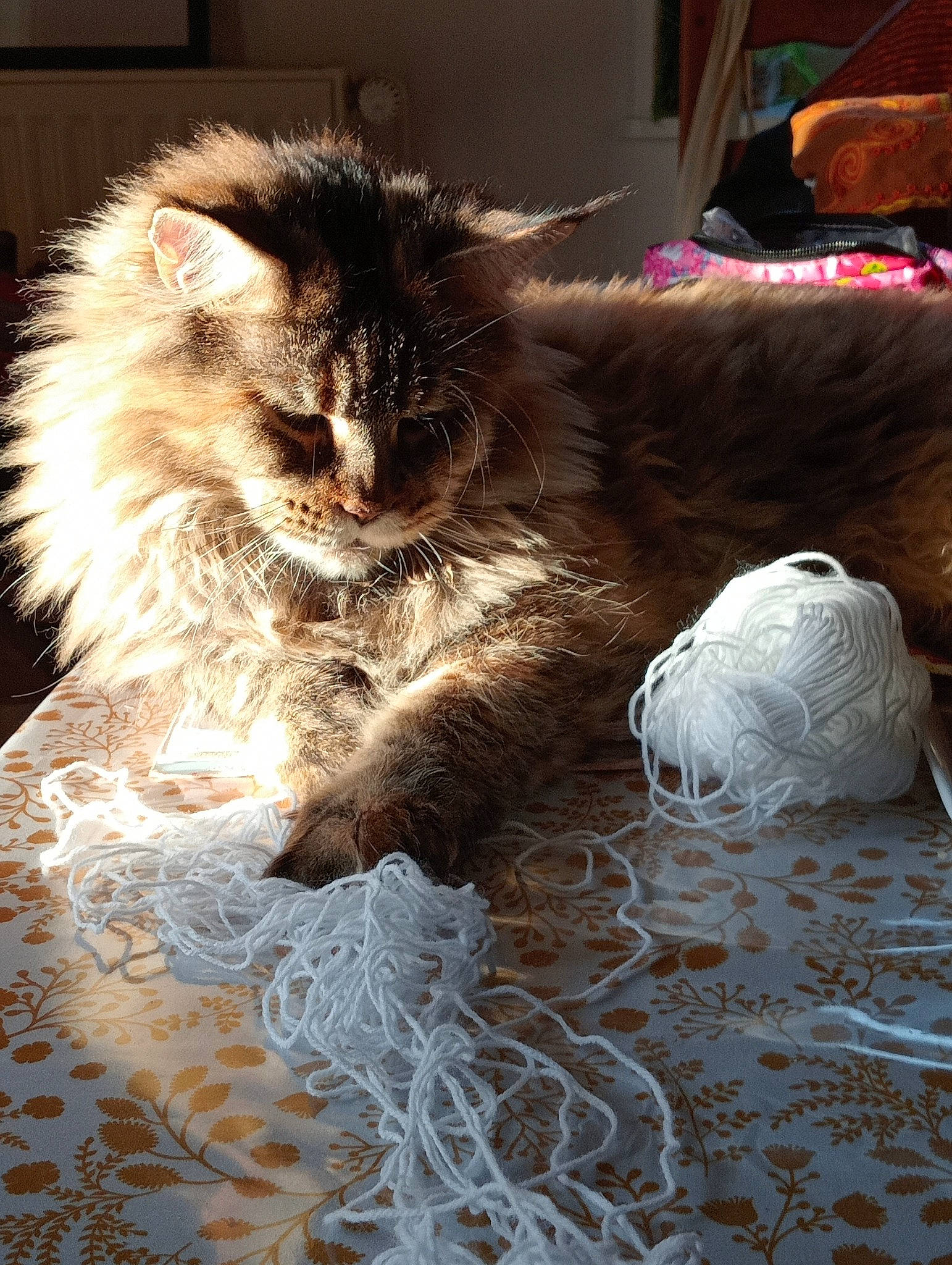 Liloo participe au concours pour gagner de l'argent avec cette photo : box, british_longhair, carnivore, cat, claw, comfort, domestic_short_haired_cat, felidae, flooring, fur, grey, hardwood, maine_coon, paw, room, small_to_medium_sized_cats, tail, whiskers, wood