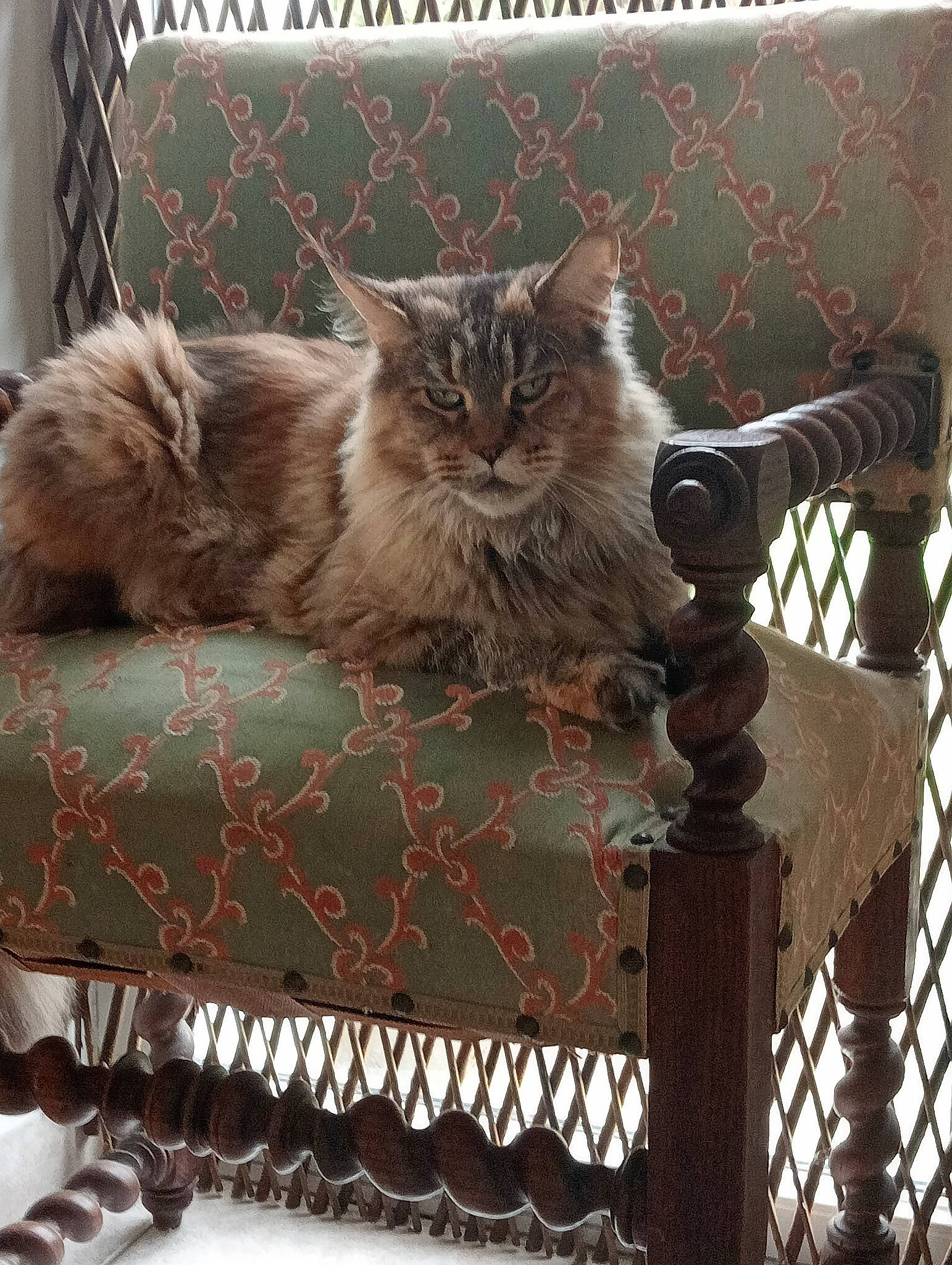 Liloo a rejoint le concours — aidez-le/la à gagner de superbes lots ! british_longhair, carnivore, cat, comfort, fawn, felidae, fence, fur, maine_coon, metal, outdoor_furniture, porch, rectangle, small_to_medium_sized_cats, tail, terrestrial_animal, whiskers, wood