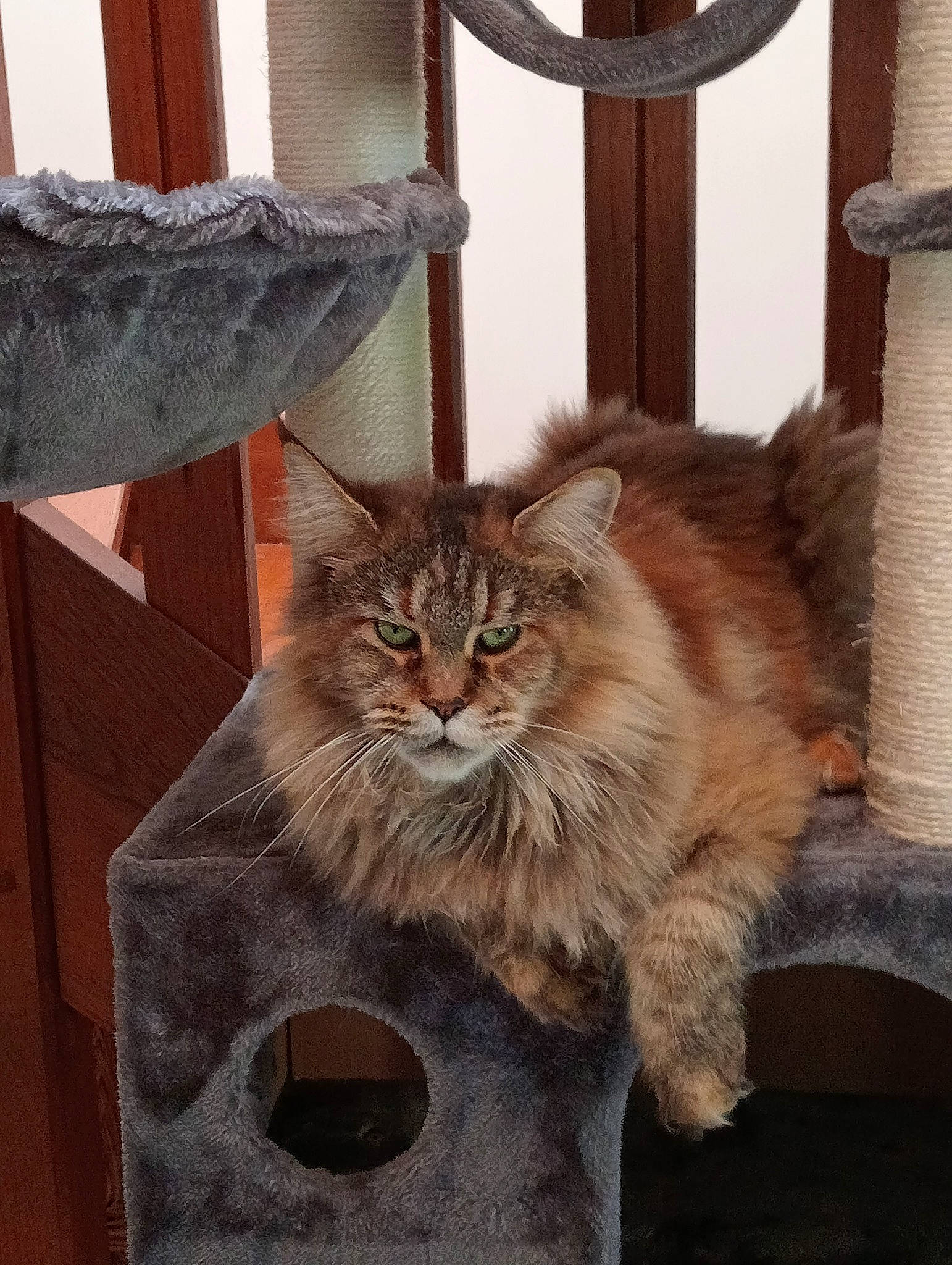 Liloo a rejoint le concours — aidez-le/la à gagner de superbes lots ! animal_shelter, carnivore, cat, cat_supply, curtain, domestic_short_haired_cat, fawn, felidae, fur, hardwood, maine_coon, small_to_medium_sized_cats, tail, terrestrial_animal, whiskers, window, wood