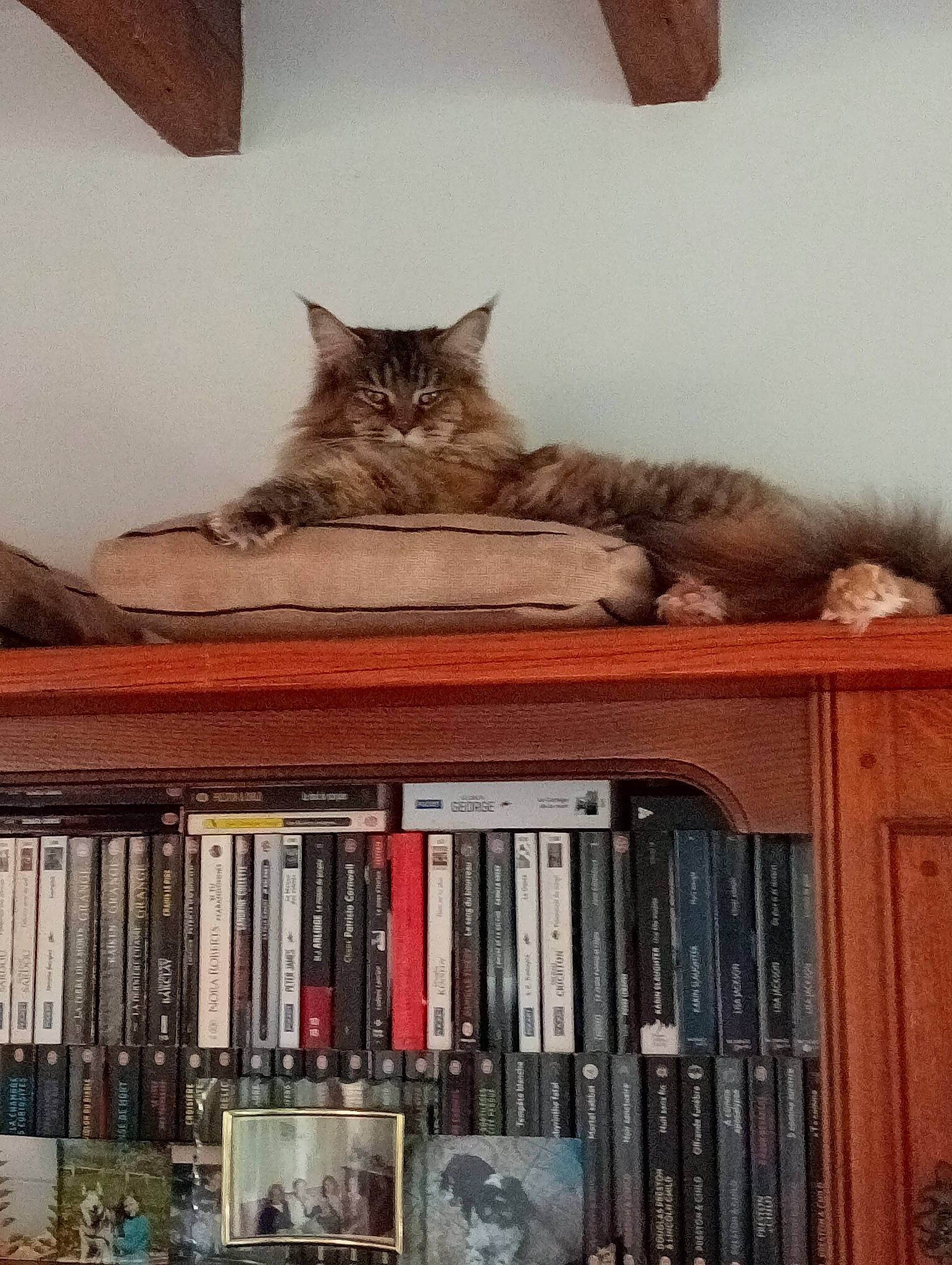 O'Liloo a rejoint le concours — aidez-le/la à gagner de superbes lots ! book, bookcase, carnivore, cat, comfort, domestic_short_haired_cat, felidae, furniture, grey, hardwood, mammal, publication, room, shelf, shelving, small_to_medium_sized_cats, tail, vertebrate, whiskers, wood