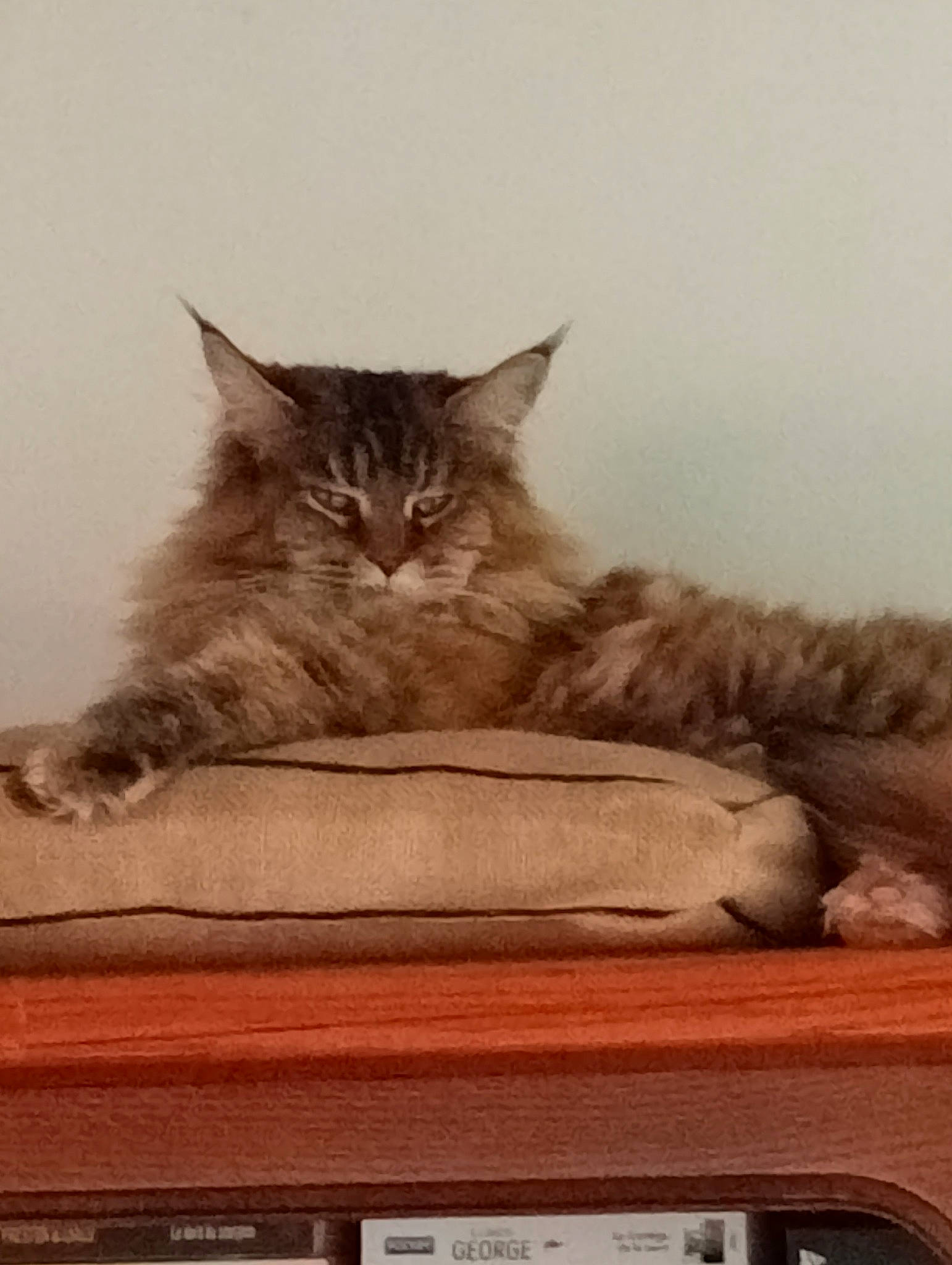 O'Liloo participe au concours pour gagner de l'argent avec cette photo : carnivore, cat, cat_supply, claw, comfort, domestic_short_haired_cat, felidae, fur, grey, paw, sitting, small_to_medium_sized_cats, snout, tail, terrestrial_animal, whiskers, wood