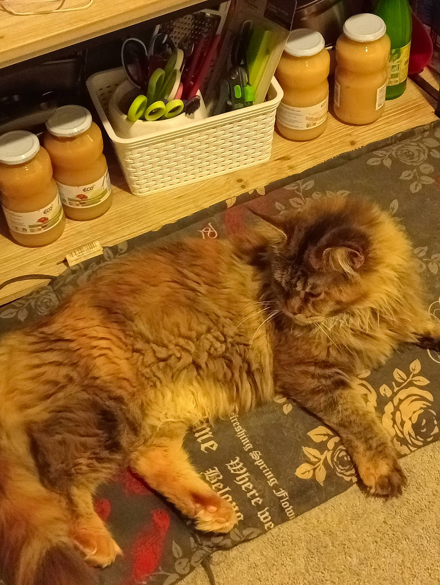 O'Liloo participe au concours pour gagner de l'argent avec cette photo : canidae, carnivore, cat, claw, comfort, companion_dog, dog_breed, domestic_short_haired_cat, fawn, felidae, flooring, fur, hardwood, publication, serveware, small_to_medium_sized_cats, tail, terrestrial_animal, whiskers, wood