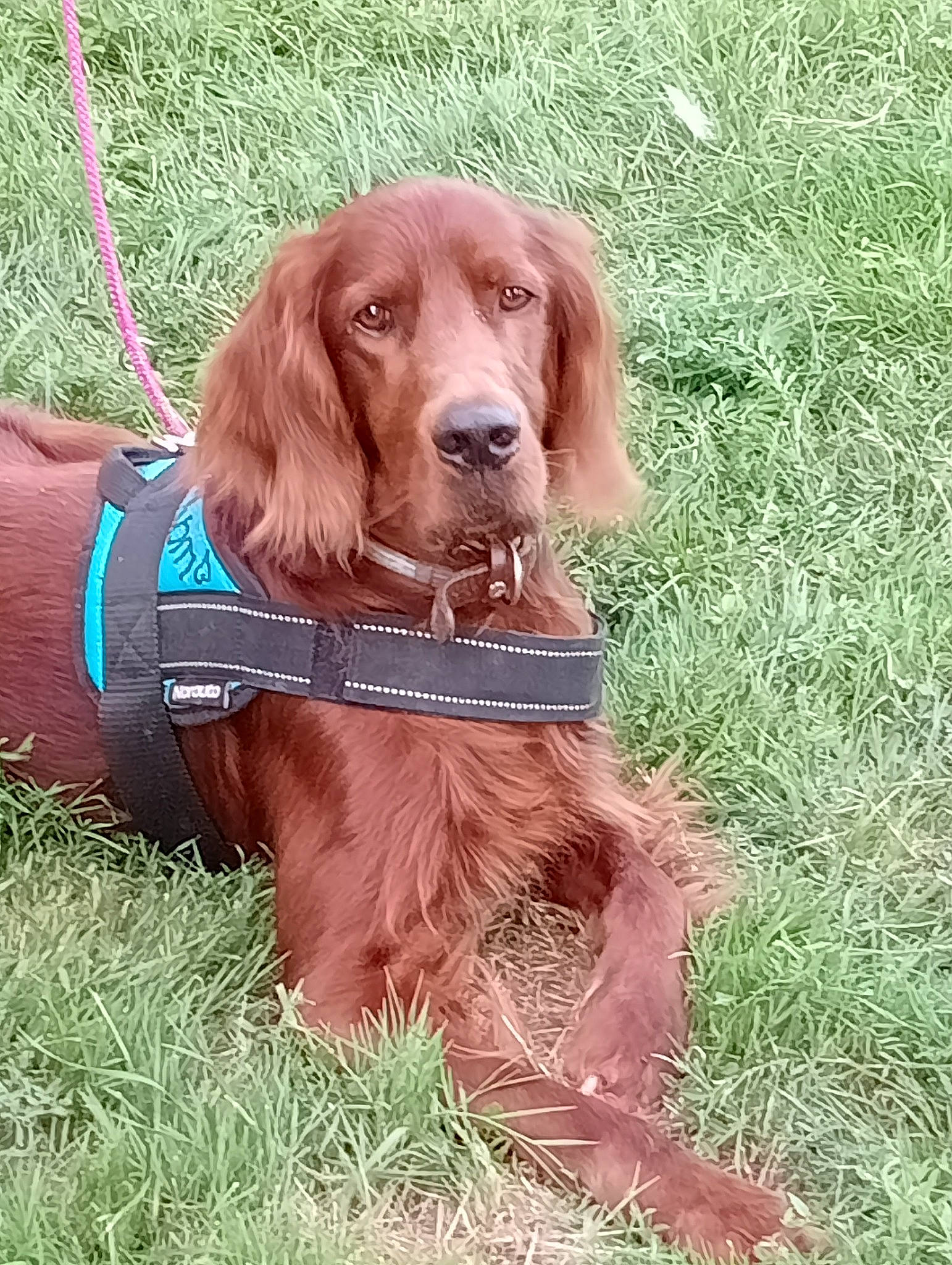 Lucky participe au concours pour gagner de l'argent avec cette photo : canidae, carnivore, collar, companion_dog, dog, dog_breed, dog_collar, fawn, grass, gun_dog, hunting_dog, liver, snout, sporting_group, working_animal