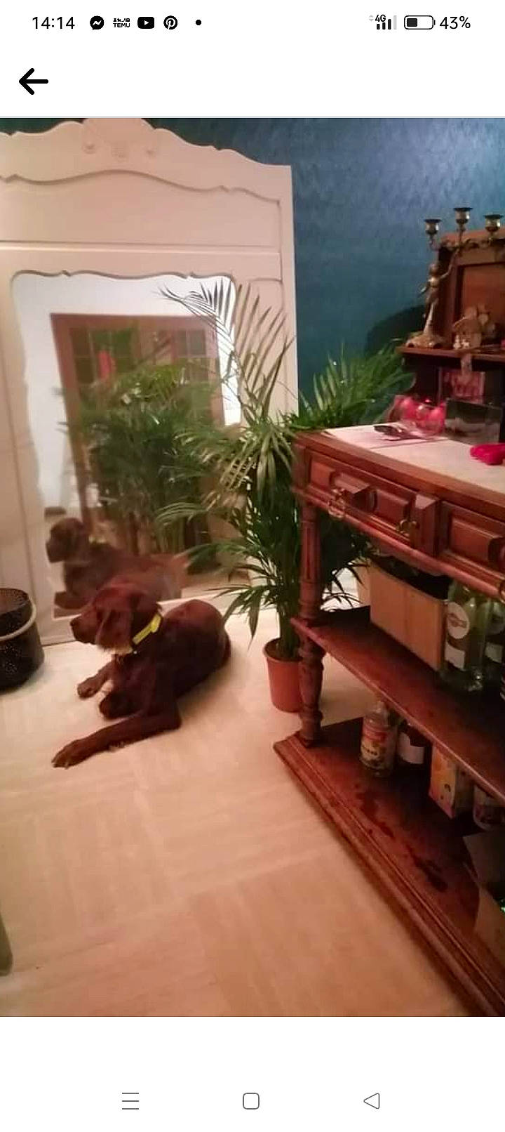 Lucky a rejoint le concours — aidez-le/la à gagner de superbes lots ! building, carnivore, companion_dog, dog, dog_breed, felidae, floor, flooring, flowerpot, hardwood, home, house, houseplant, interior_design, living_room, plant, room, tints_and_shades, window, wood