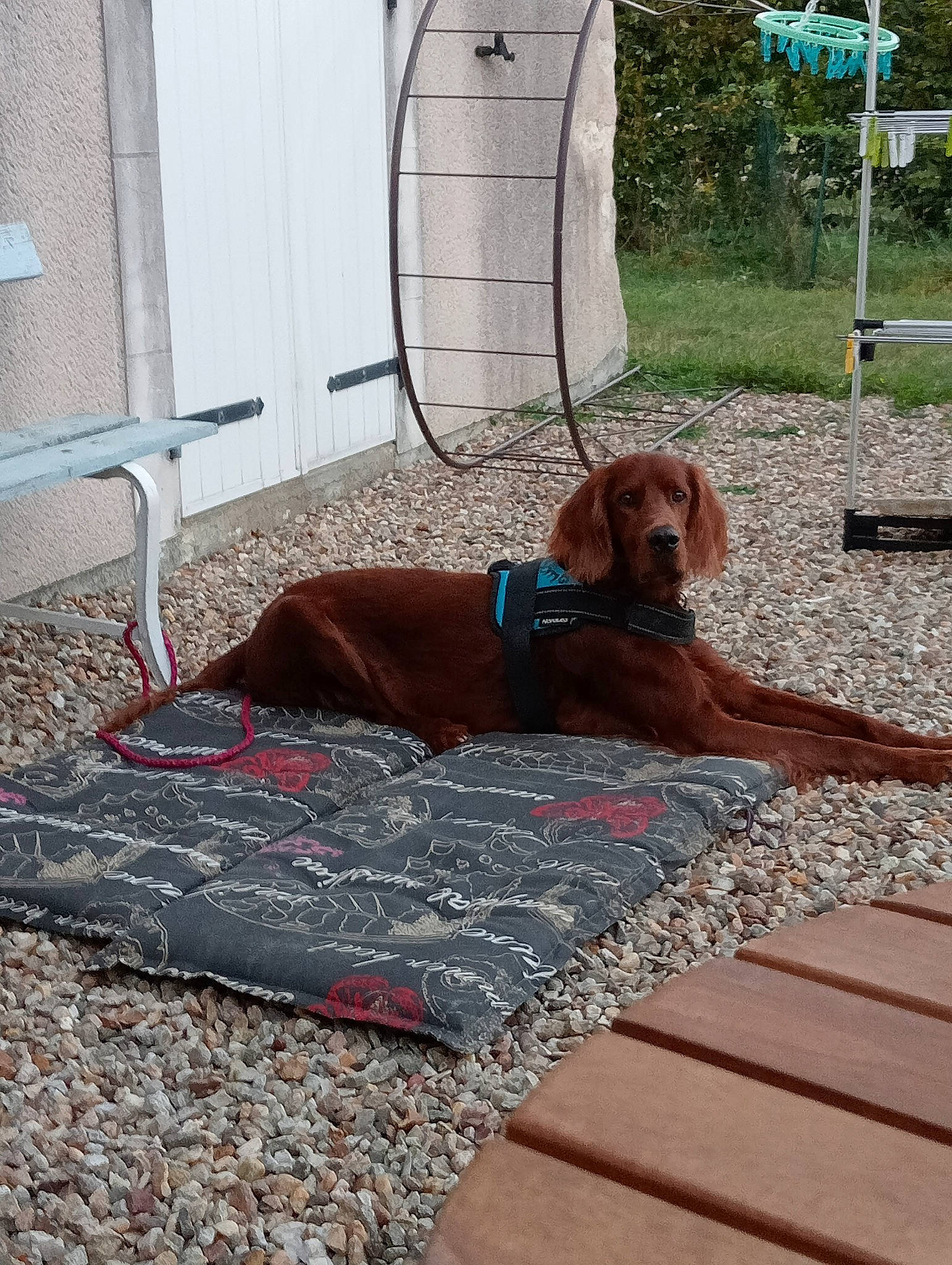 Lucky participe au concours pour gagner de l'argent avec cette photo : carnivore, collar, comfort, companion_dog, dog, dog_breed, dog_collar, dog_supply, flooring, gun_dog, hardwood, liver, pet_supply, plank, plant, shade, sidewalk, sporting_group, wood, working_animal