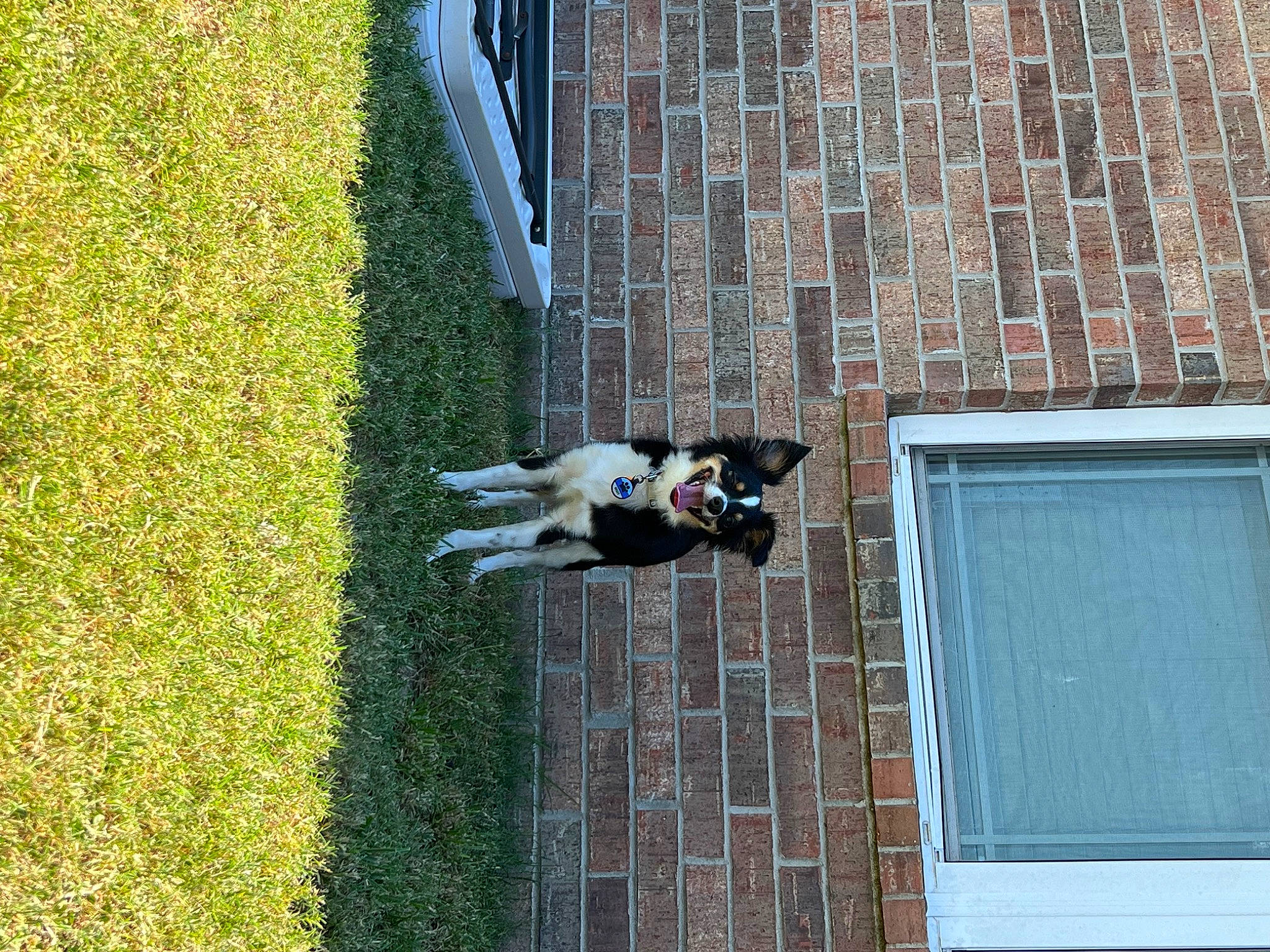 Brady is registered to the contest to win money with this photo: brick, brickwork, building, dog, door, facade, grass, house, plant, sash_window, shadow, shrub, sporting_group, tree, window
