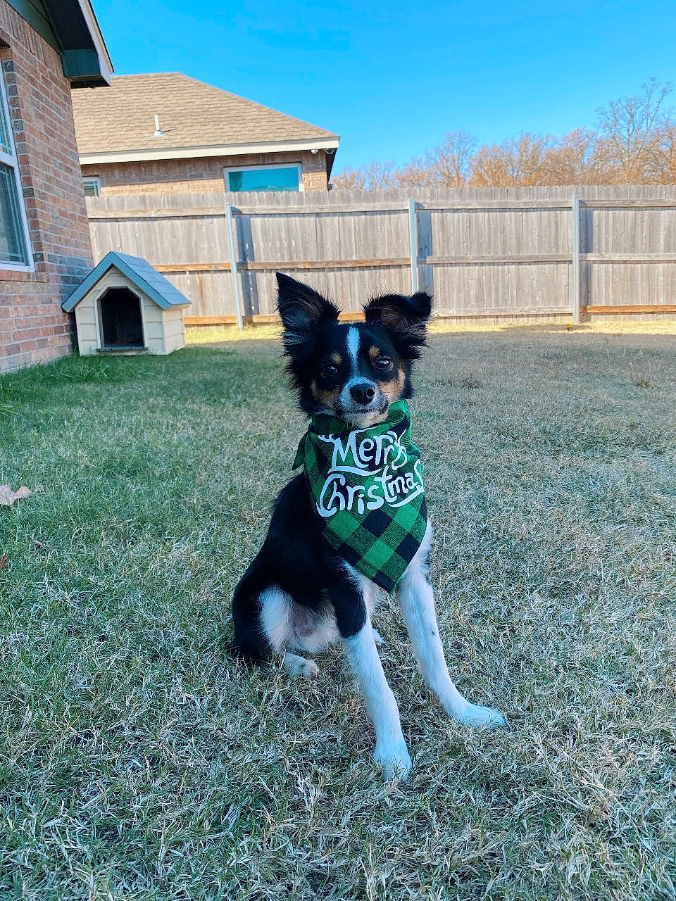 Brady joined the competition — help win amazing prizes! canidae, carnivore, collar, companion_dog, dog, dog_breed, dog_collar, dog_sports, dog_supply, electric_blue, fence, grass, herding_dog, house, plant, sky, sporting_group, tail, tree, window